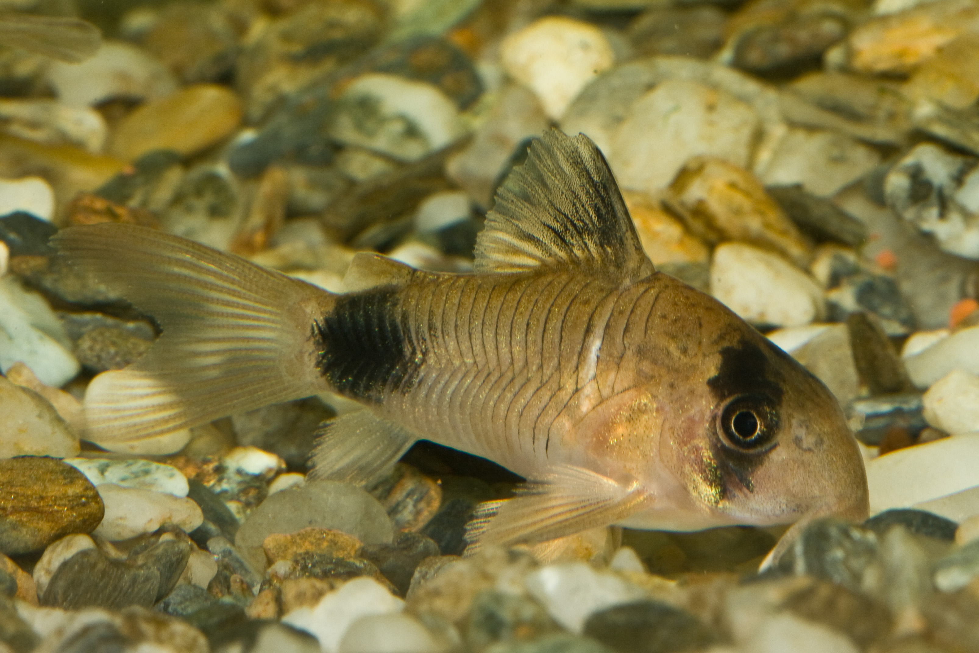 Coridora panda