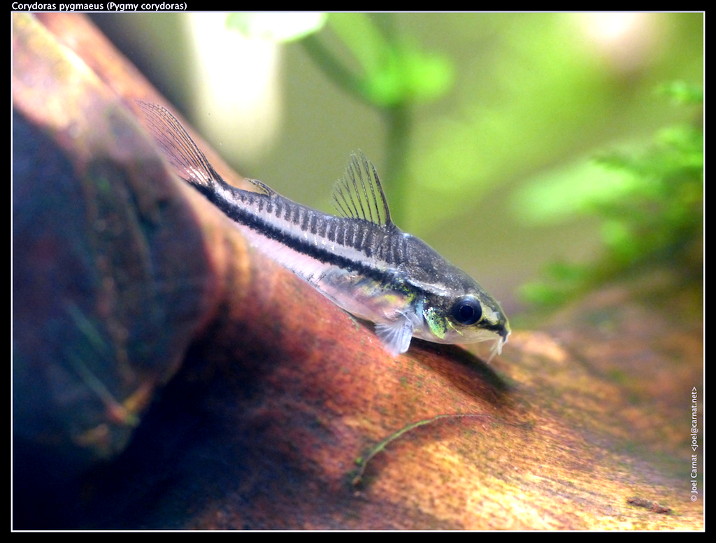 Coridora pygmy
