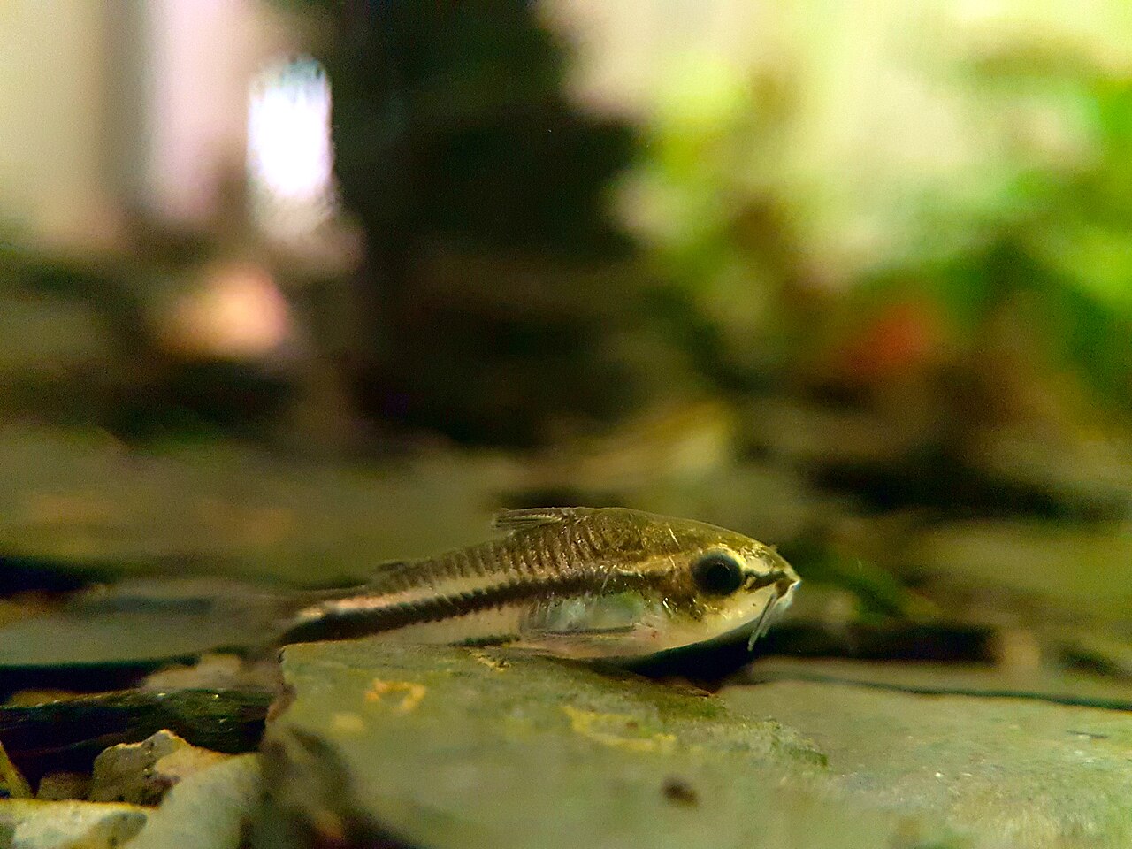 Corydoras pygmaeus pri dne akvária, viditeľné fúziky a pruh na boku