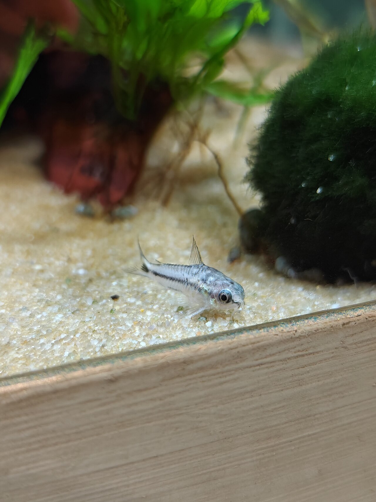 Corydoras pygmaeus na jemnom svetlom piesku v akváriu, v pozadí machová guľa