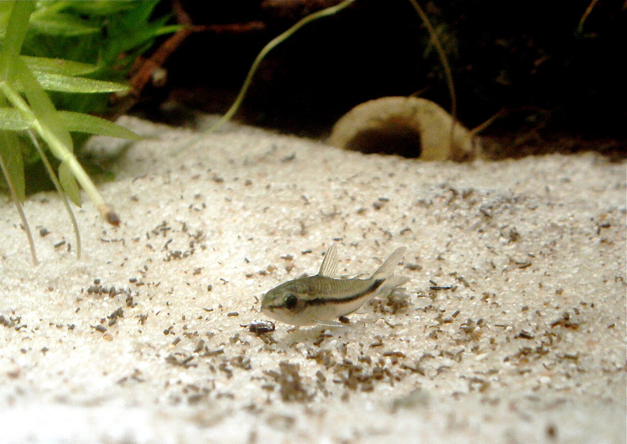 Corydoras pygmaeus na bielom piesku s drobným detritom, celá ryba v zábere