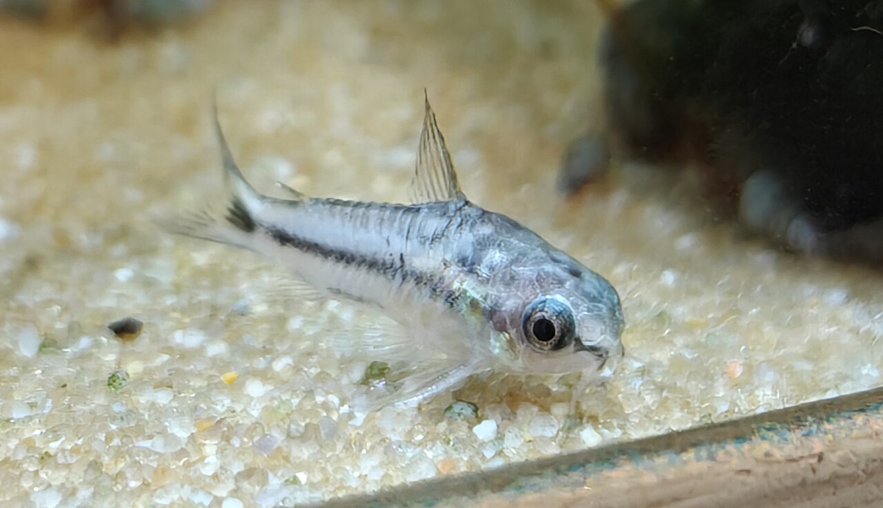 Makro záber Corydoras pygmaeus v akváriu, zreteľné oko, fúziky a chrbtová plutva