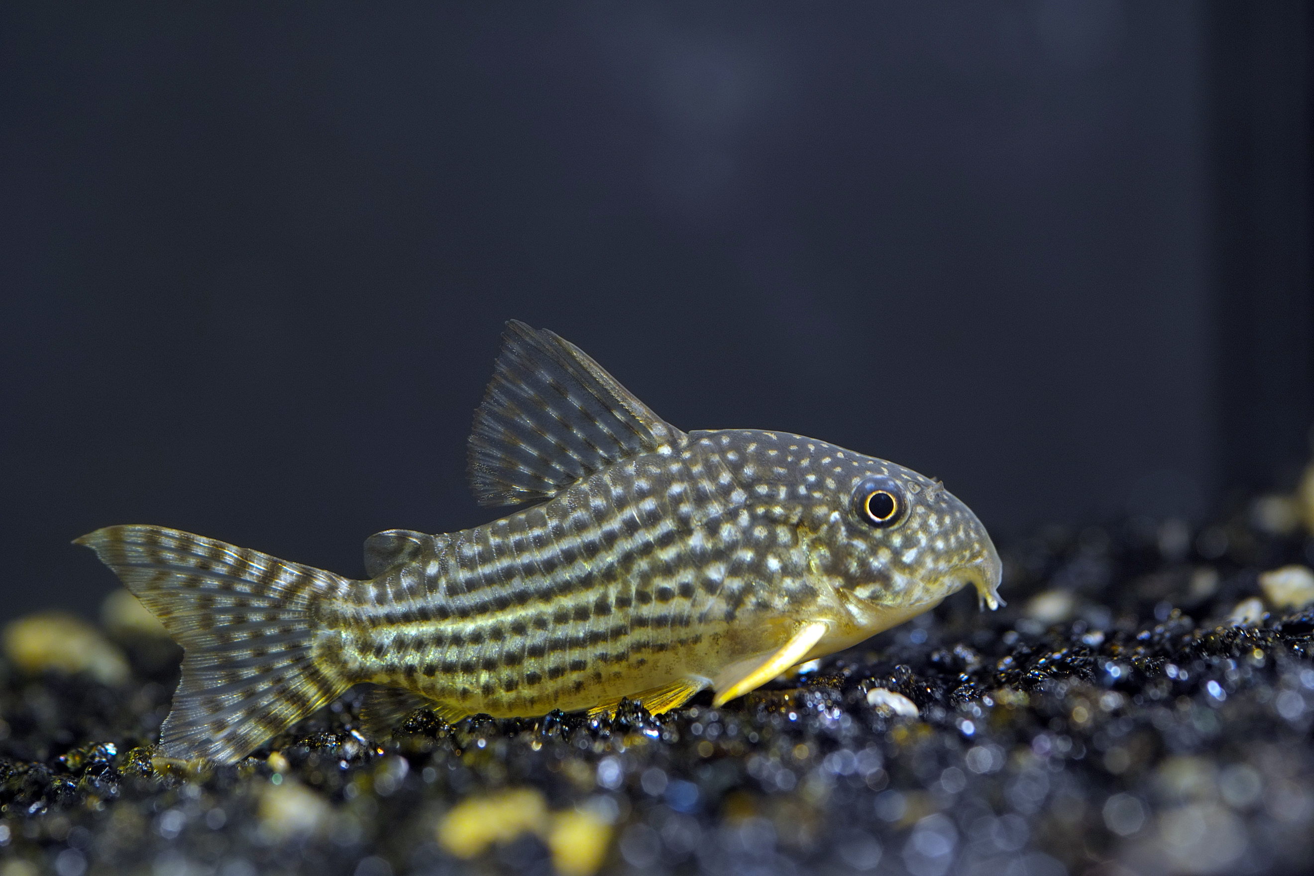 Coridora Sterbová