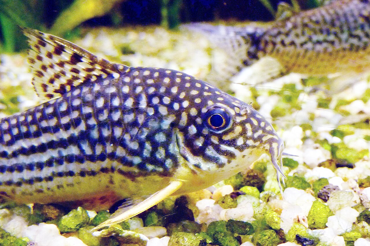 Pancierik Sterbov (Corydoras sterbai) — fotografia z prírodného habitatu