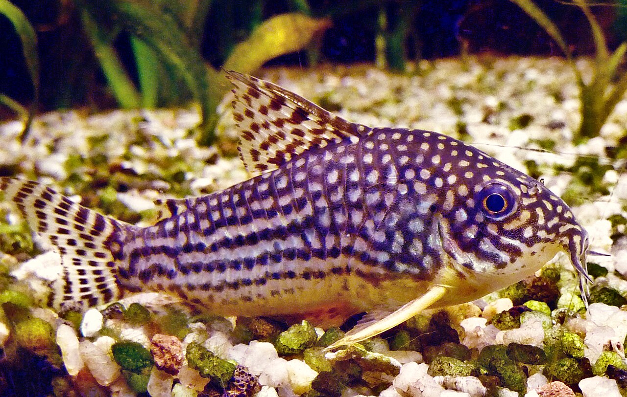 Pancierik Sterbov (Corydoras sterbai) — fotografia z prírodného habitatu