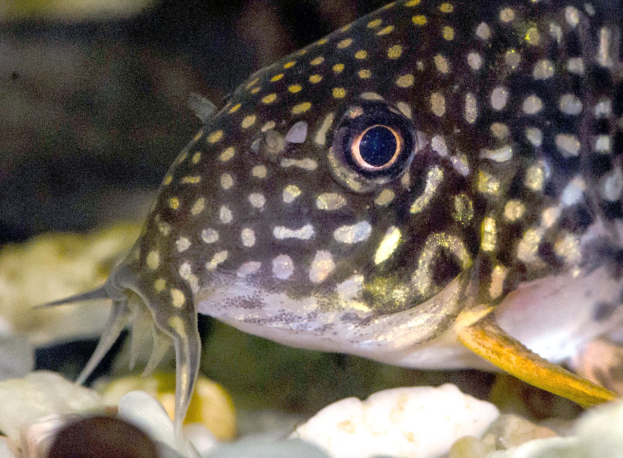 Pancierik Sterbov (Corydoras sterbai) — fotografia z prírodného habitatu
