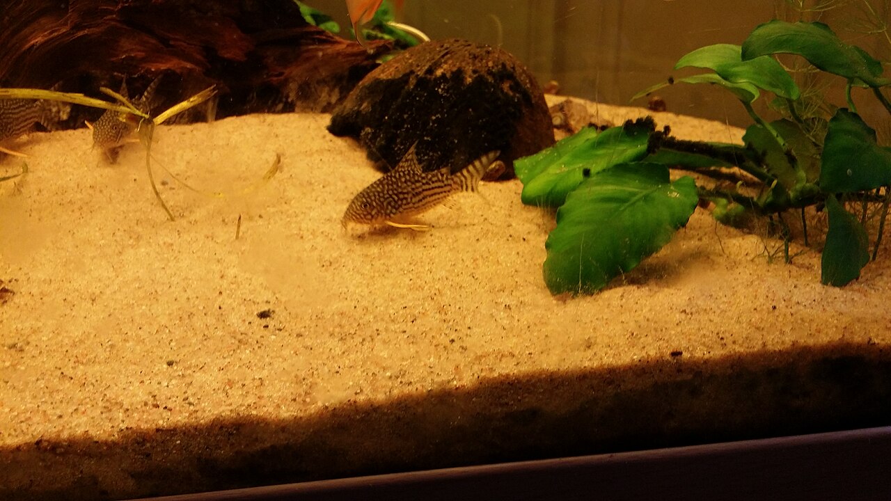 Pancierik Sterbov (Corydoras sterbai) — fotografia z prírodného habitatu