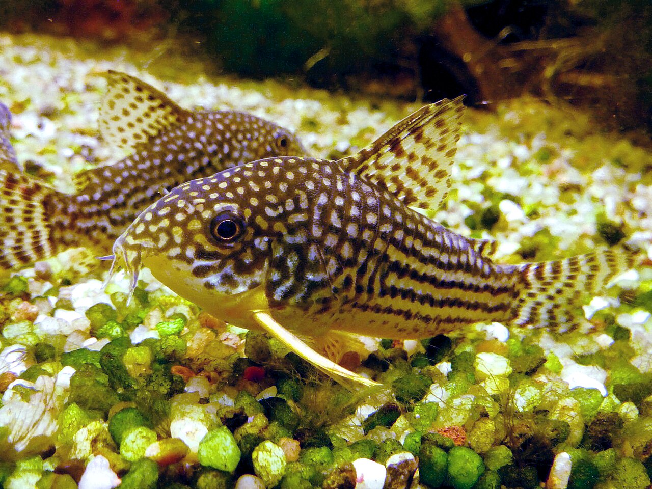 Pancierik Sterbov (Corydoras sterbai) — fotografia z prírodného habitatu