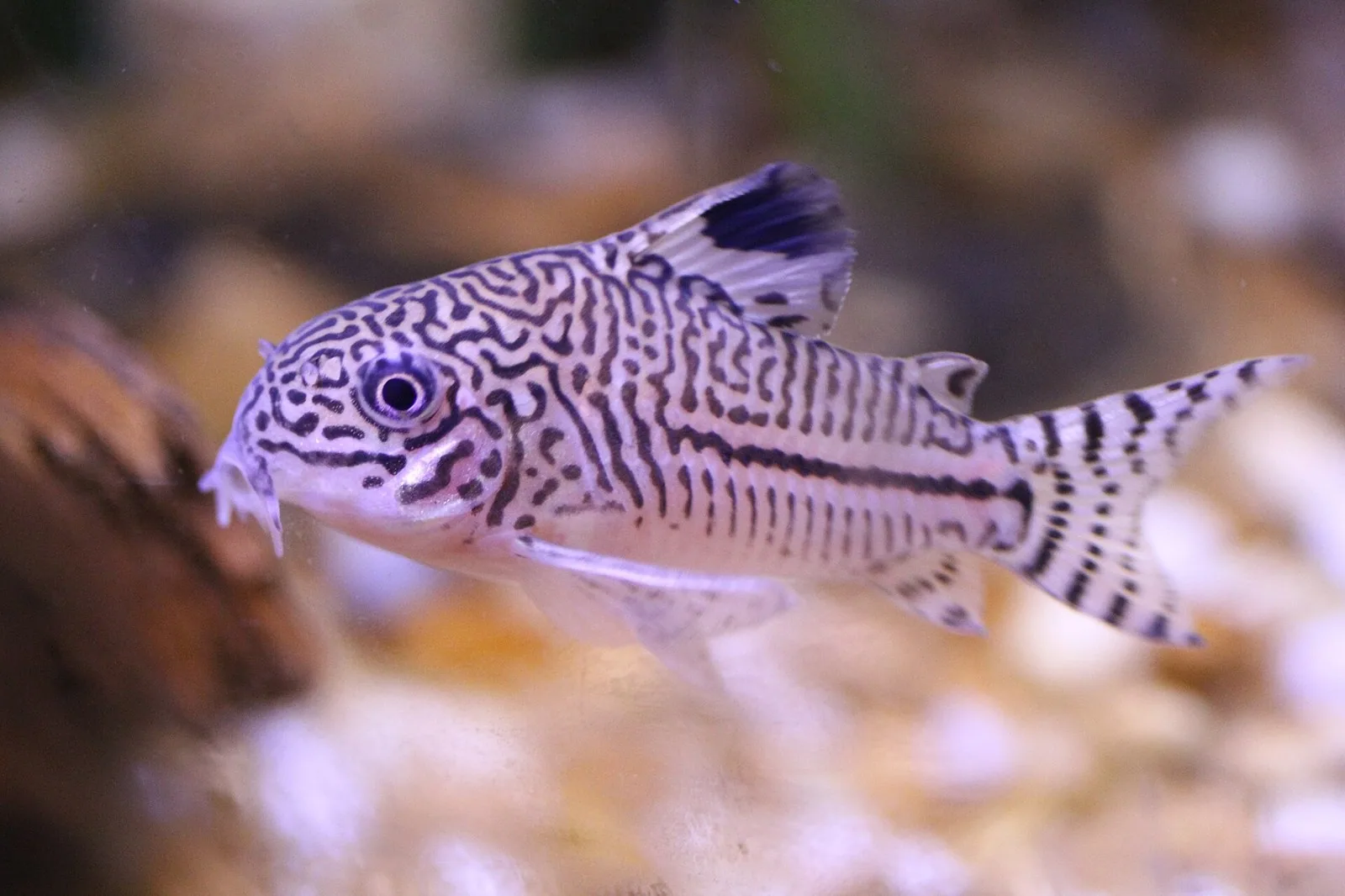 Pancierik trojpruhý (false julii cory) (Corydoras trilineatus)