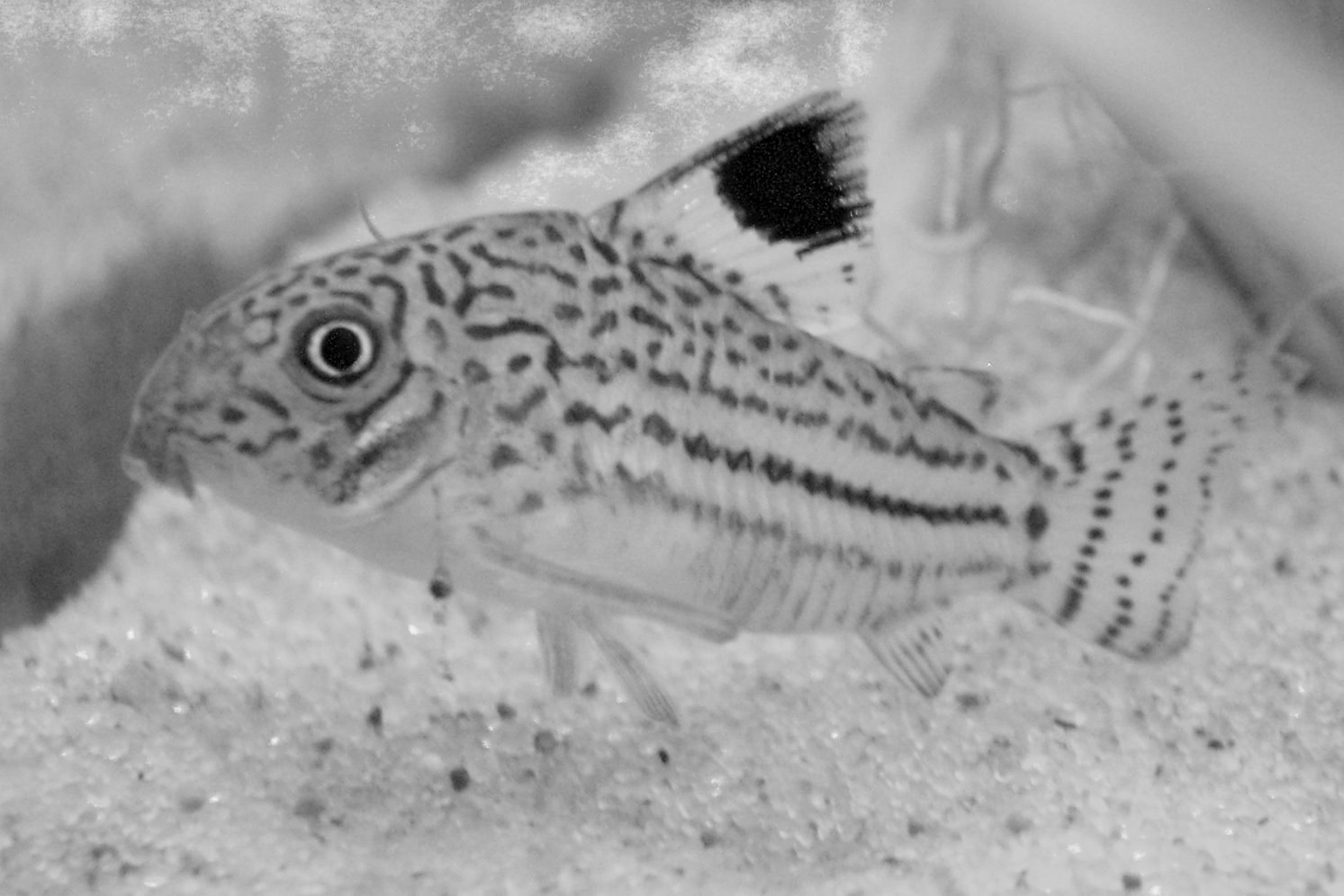 Detail hlavy a tela pancierika trojpruhého (čiernobiely záber)