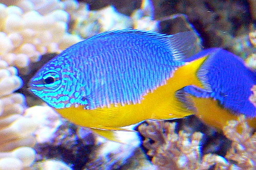 Damsel azure