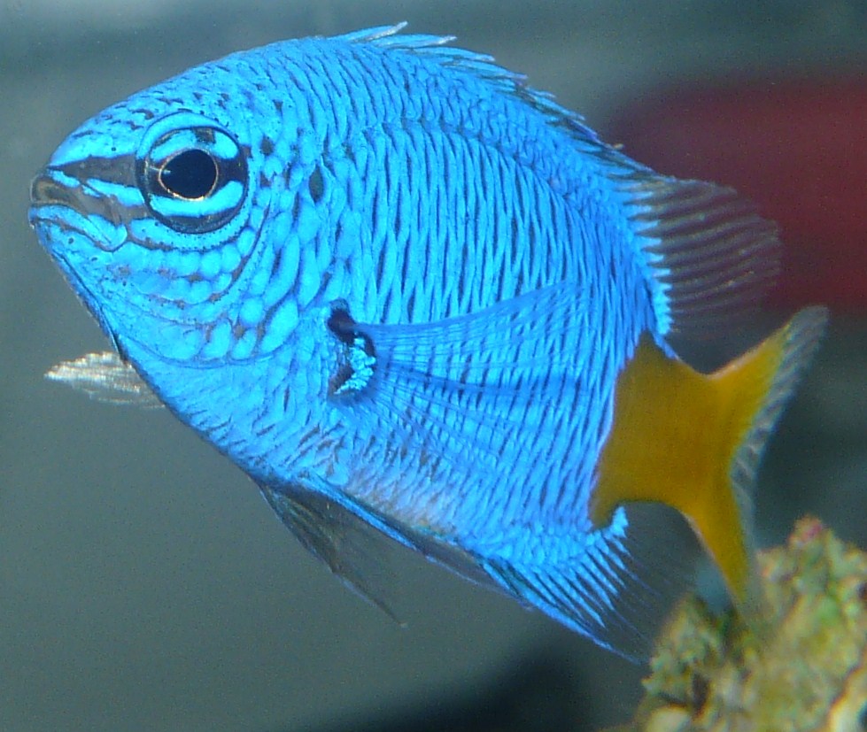 Damsel yellow-tail