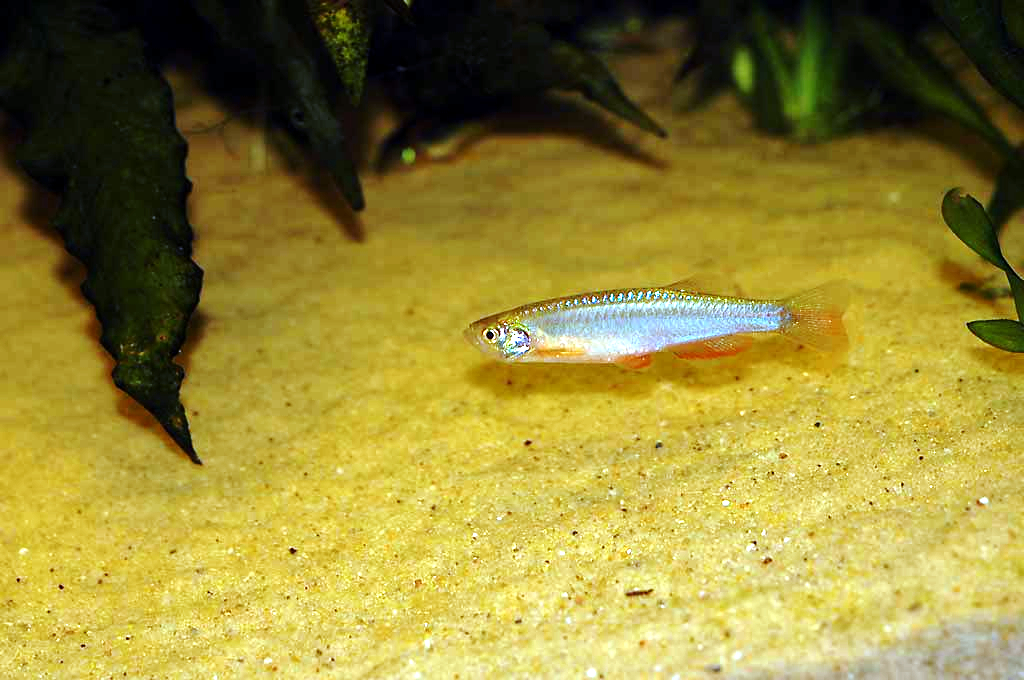 Danio perleťové