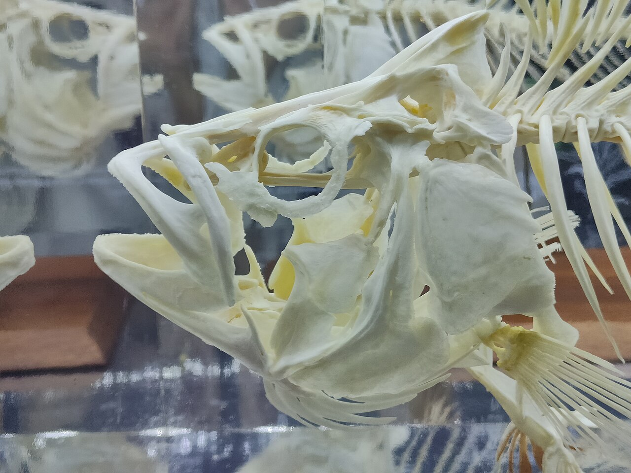 Foto 5