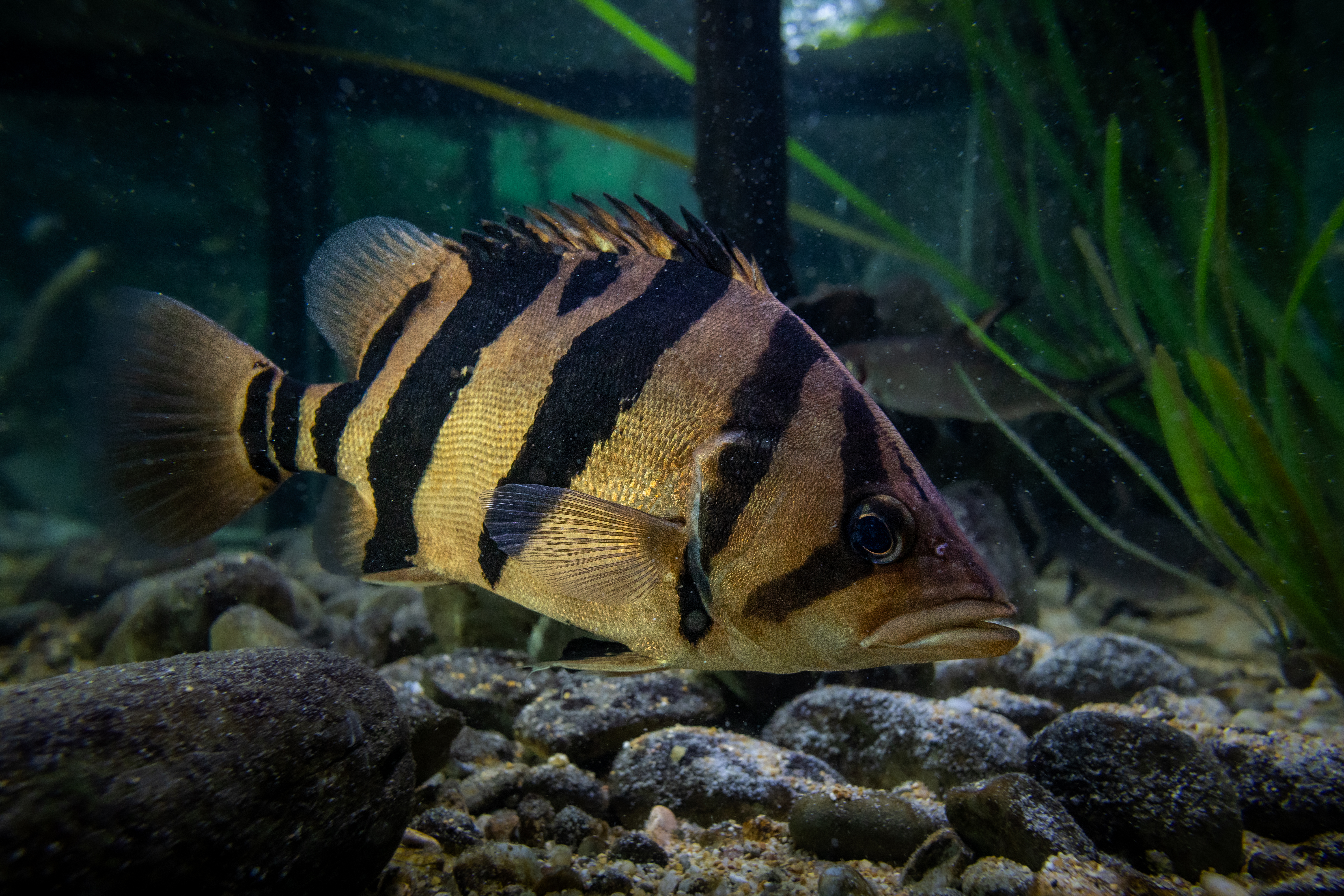 Datnioides mikrolepis
