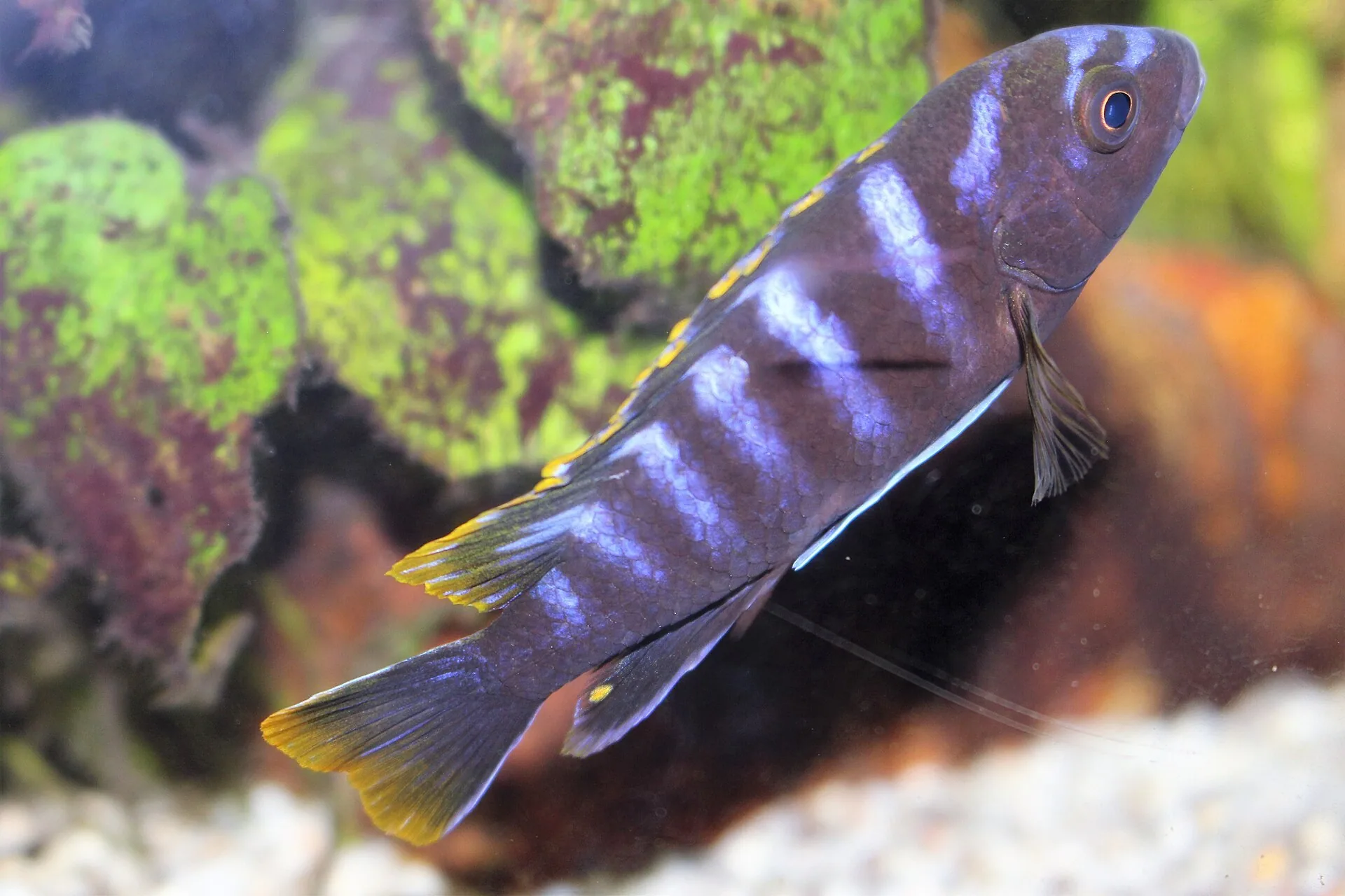 Demasoni (trpasličí mbuna) (Chindongo demasoni)