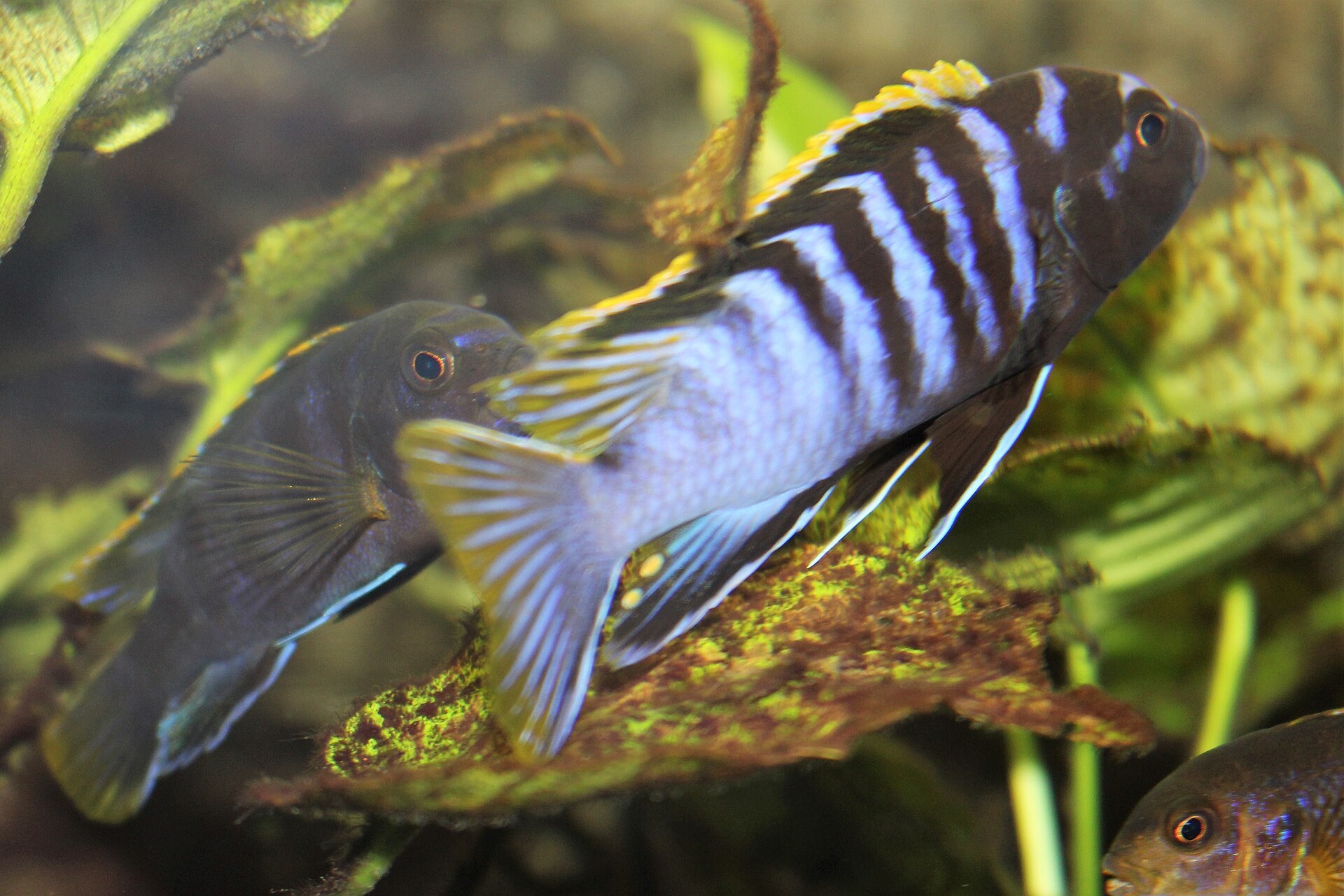 Modro-čierne pruhovaná mbuna so žltým lemom chrbtovej plutvy, na Wikimedia Commons vedená ako Pseudotropheus demasoni