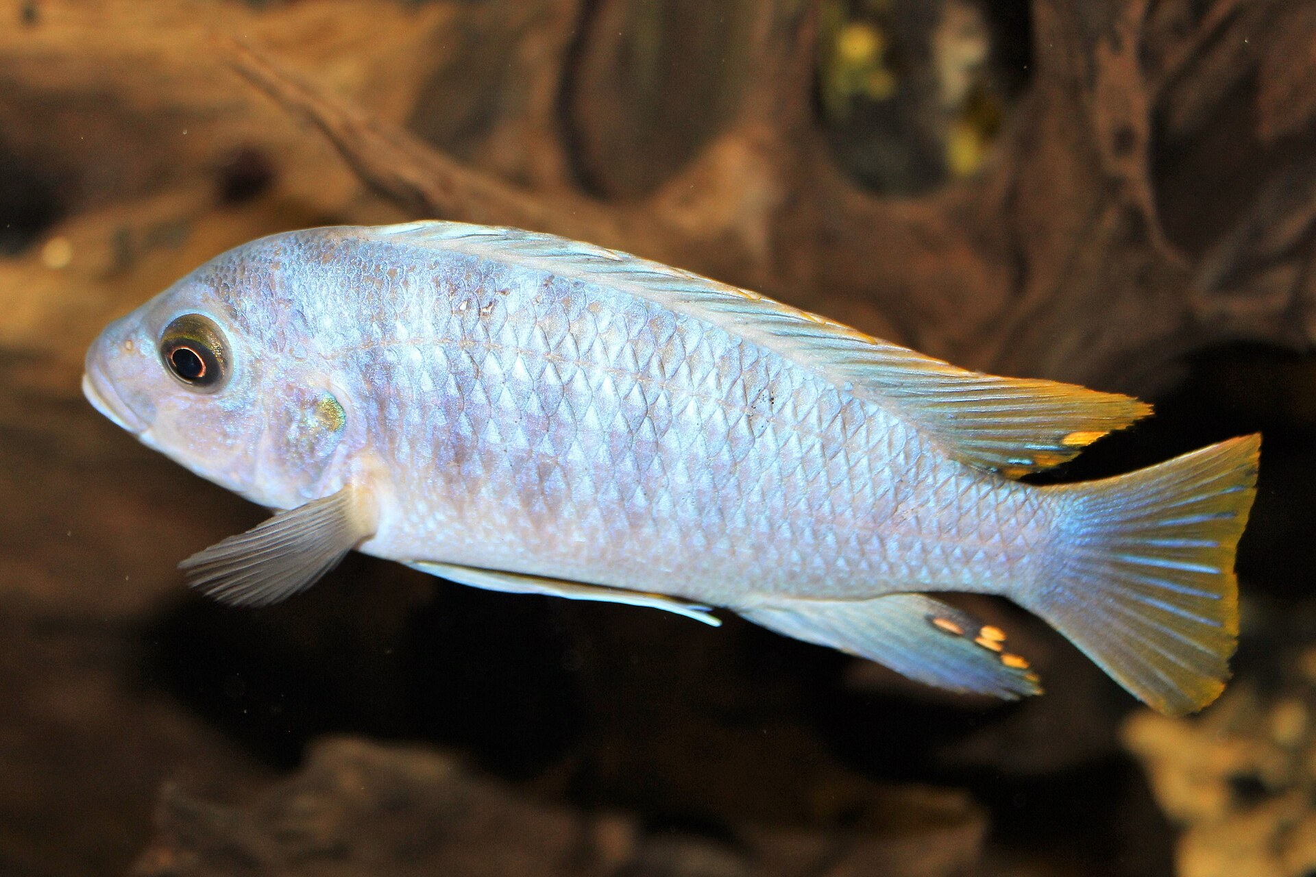 Bledofialová mbuna bez zvislých pruhov s oranžovo-žltým lemom plutiev, na Wikimedia Commons vedená ako Pseudotropheus demasoni