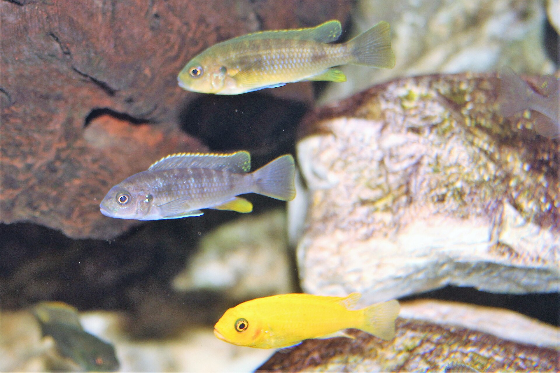 Tri malawské cichlidy v spoločnej nádrži, z toho jedna sýtožltá Labidochromis caeruleus