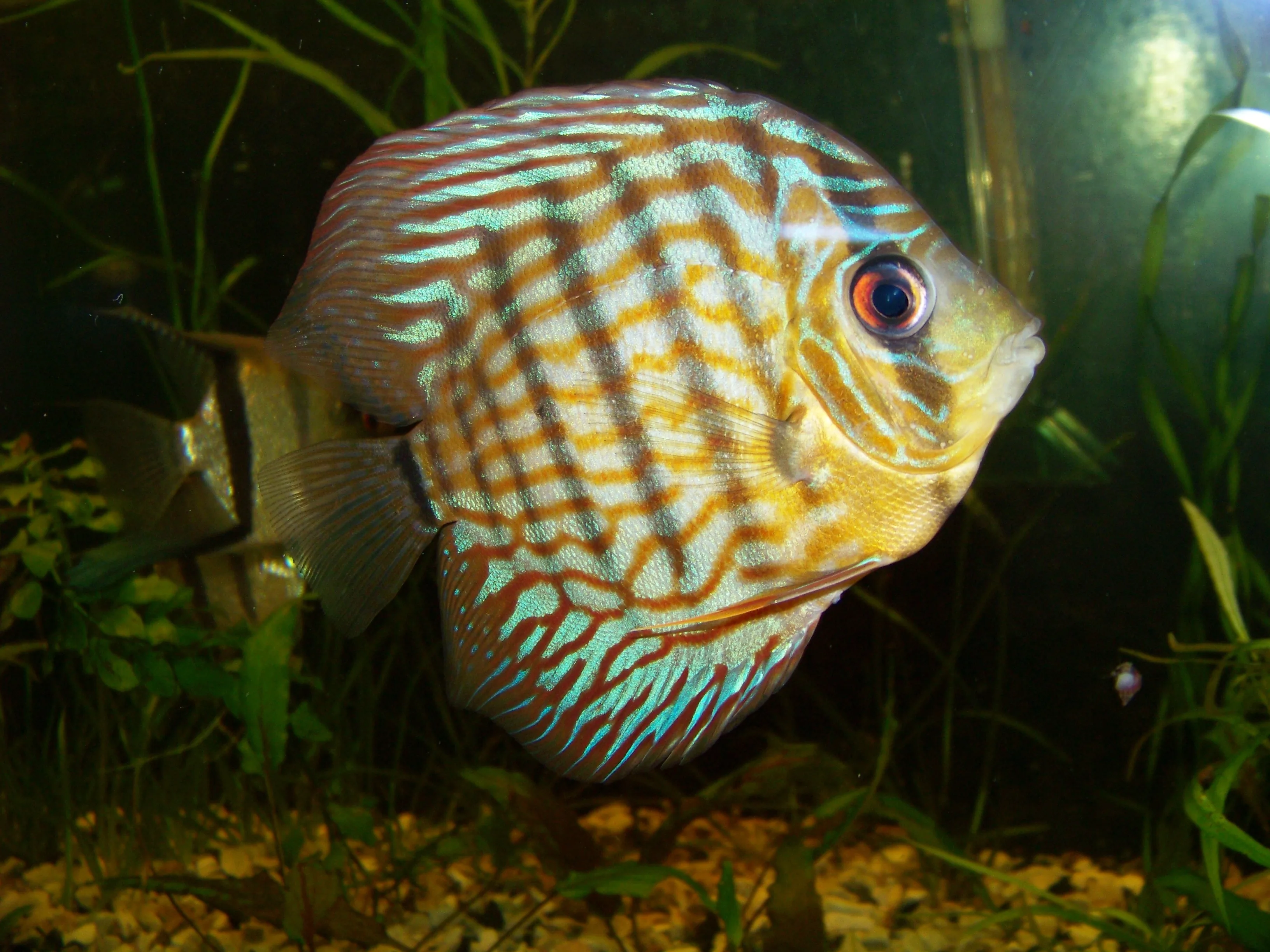 Diskus