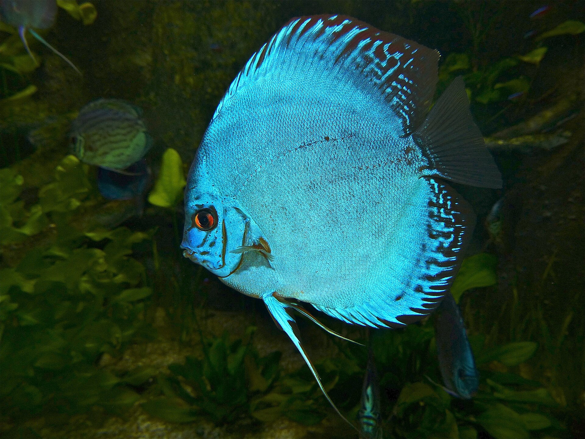 Diskus Blue Diamond — jednofarebná svetlomodrá ryba bez kresby, v pozadí druhý jedinec