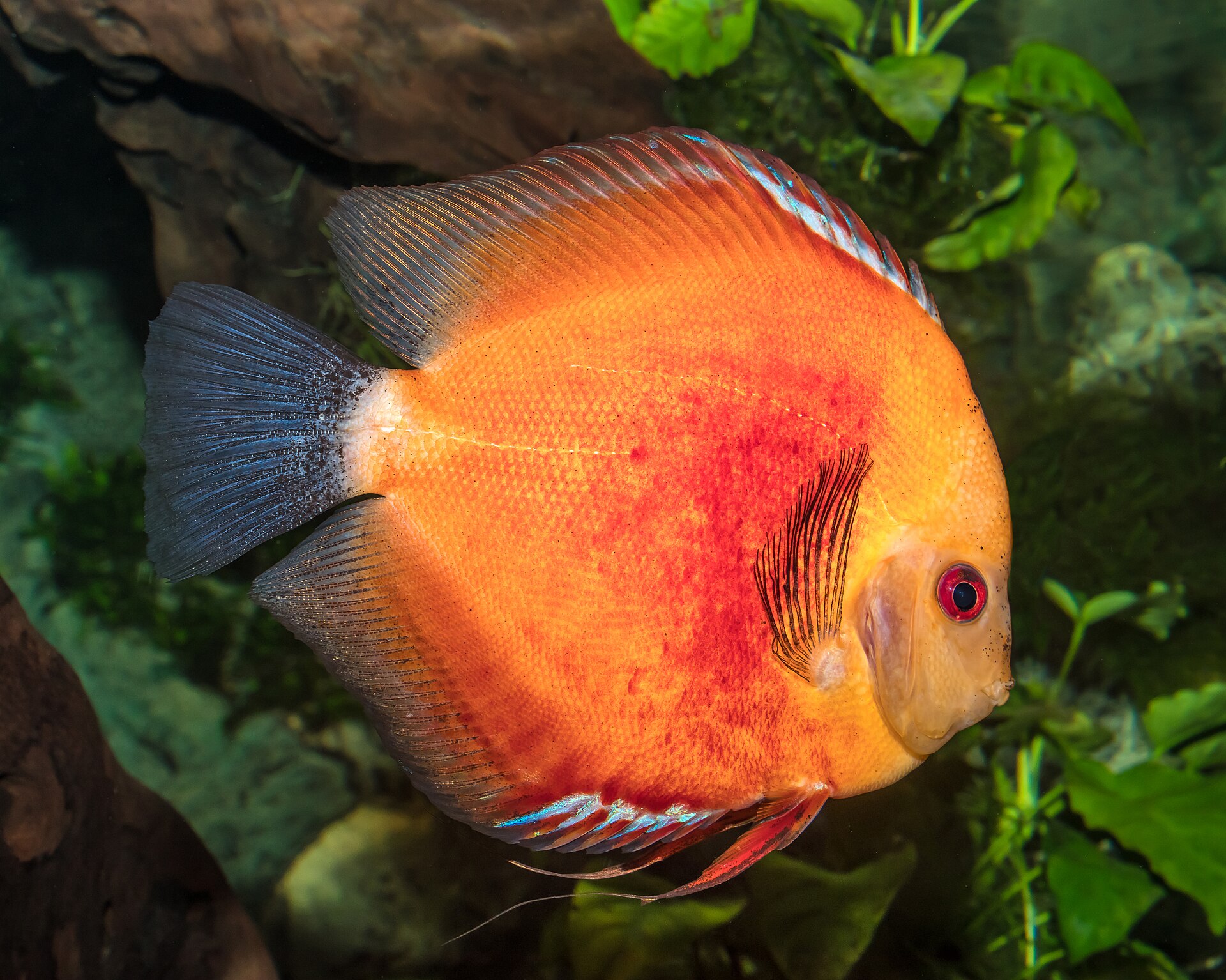 Diskus Red Melon — sýto oranžovočervená ryba s bledou hlavou a modrastými plutvami