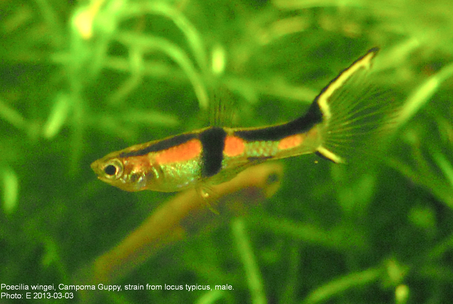 Endler guppy