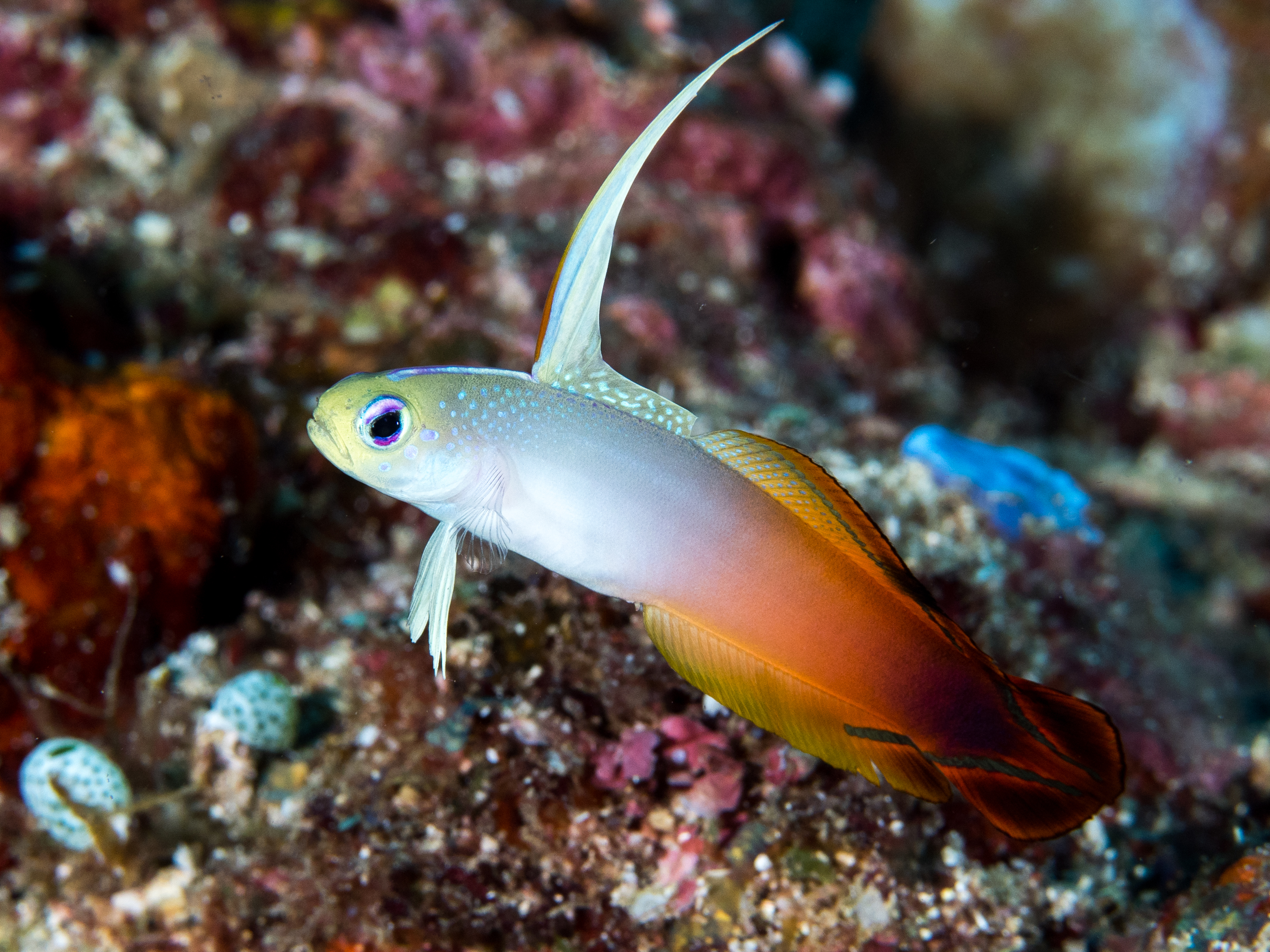 Firefish goby