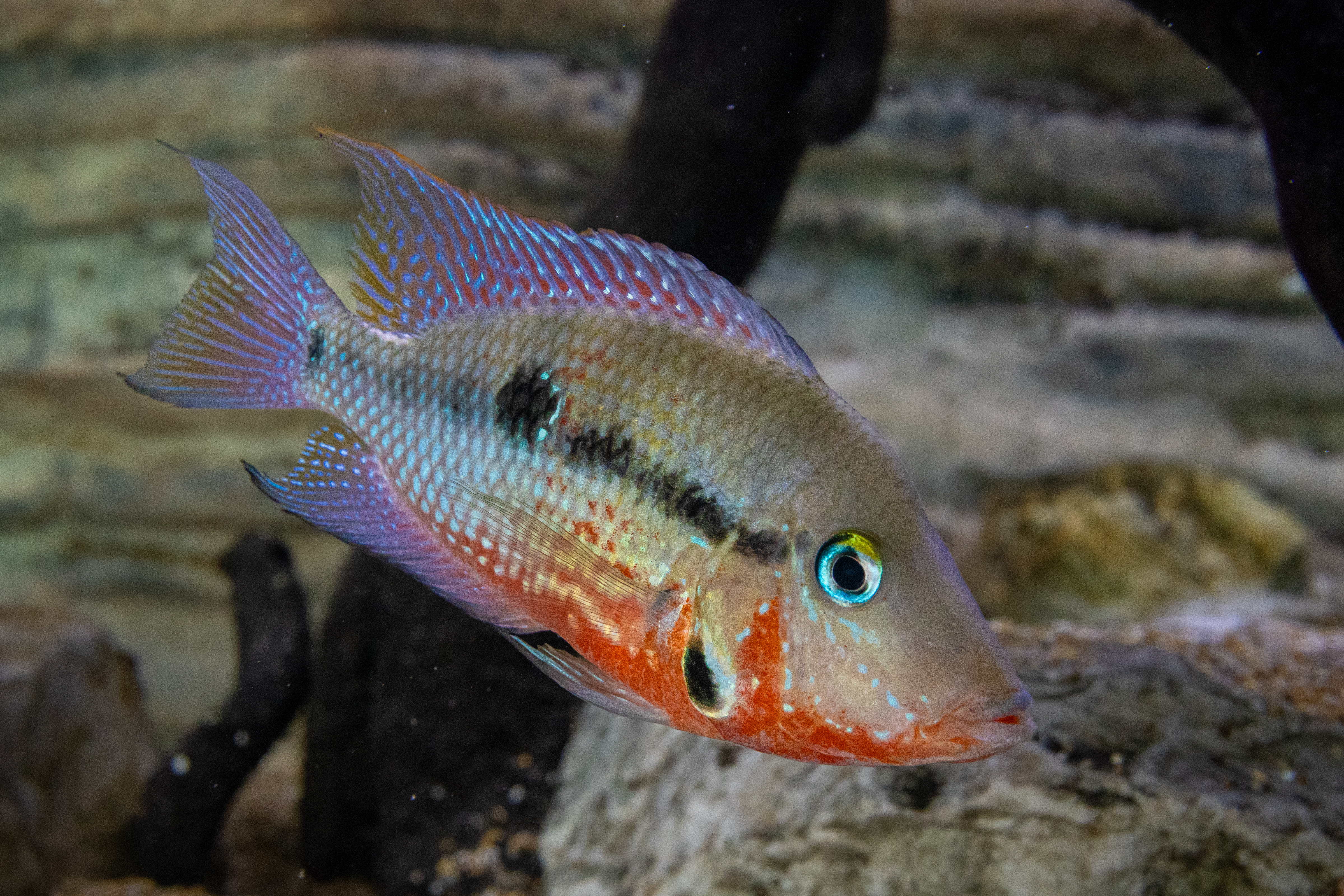Firemouth cichlida