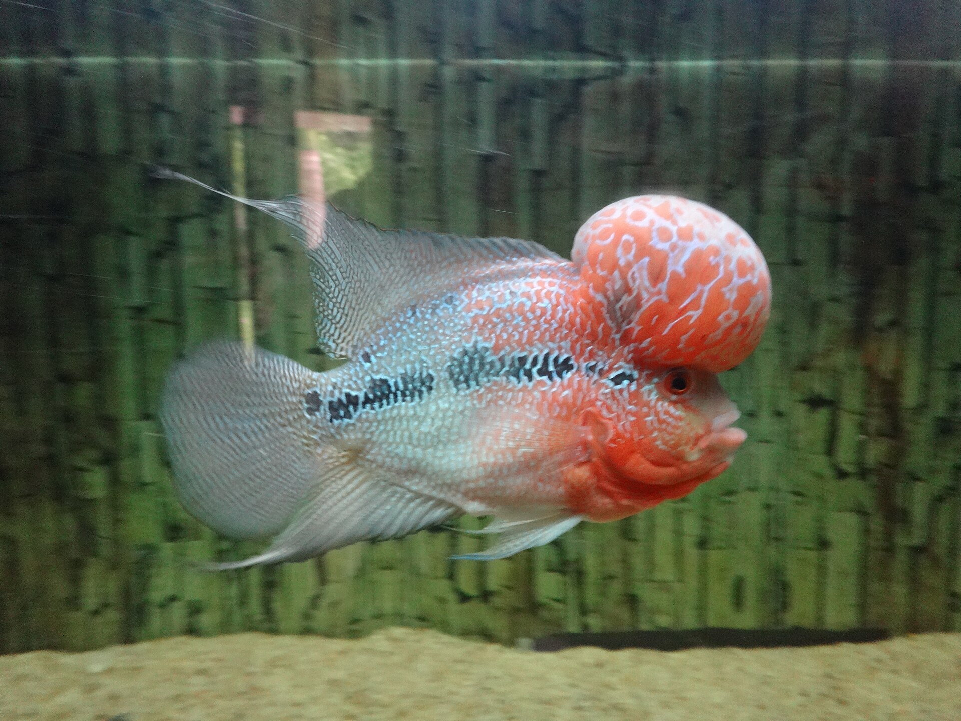 Flowerhorn s veľkým okrúhlym oranžovým kokom a bielym perlením na tele