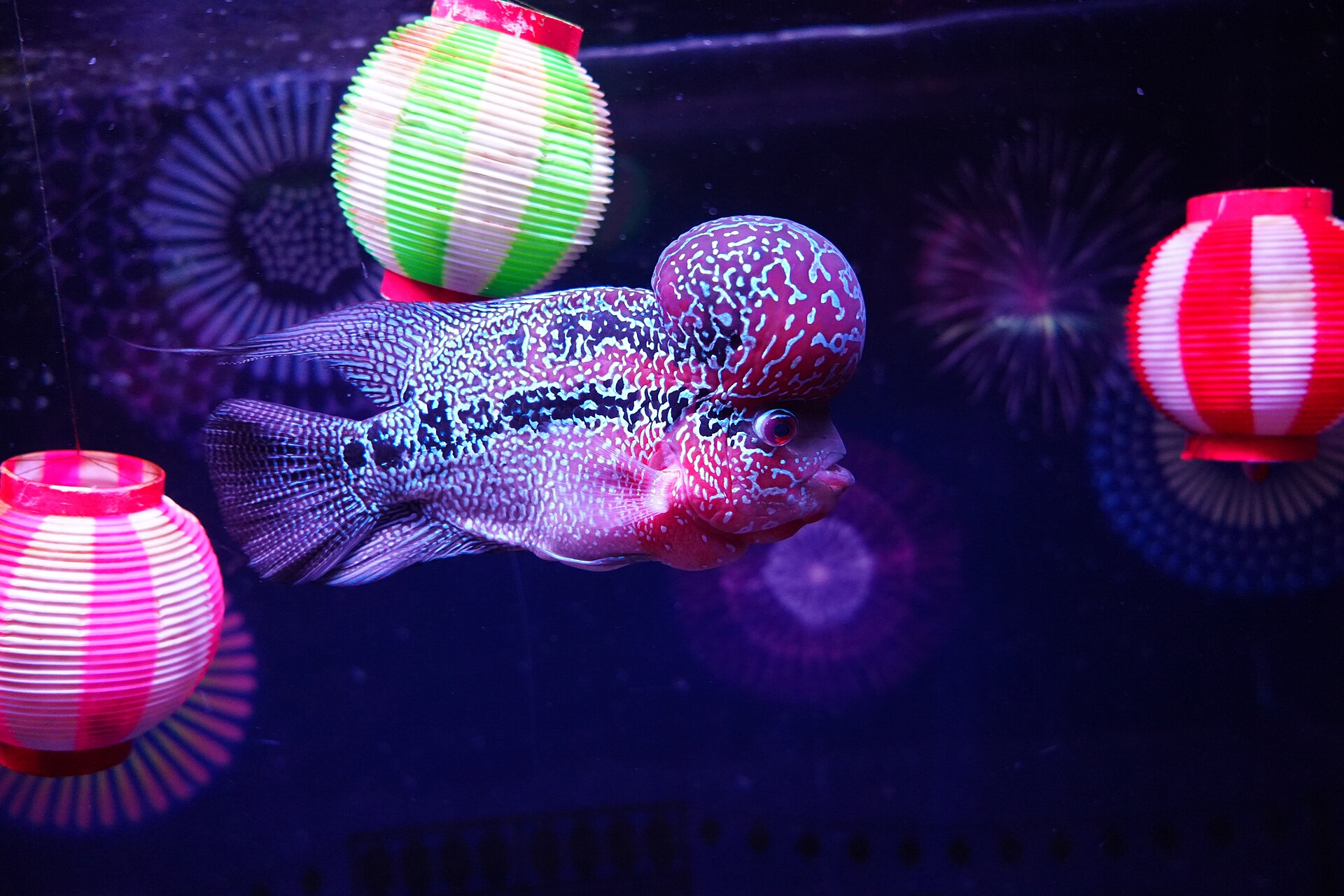 Flowerhorn v akváriu s modrým osvetlením a papierovými lampiónmi