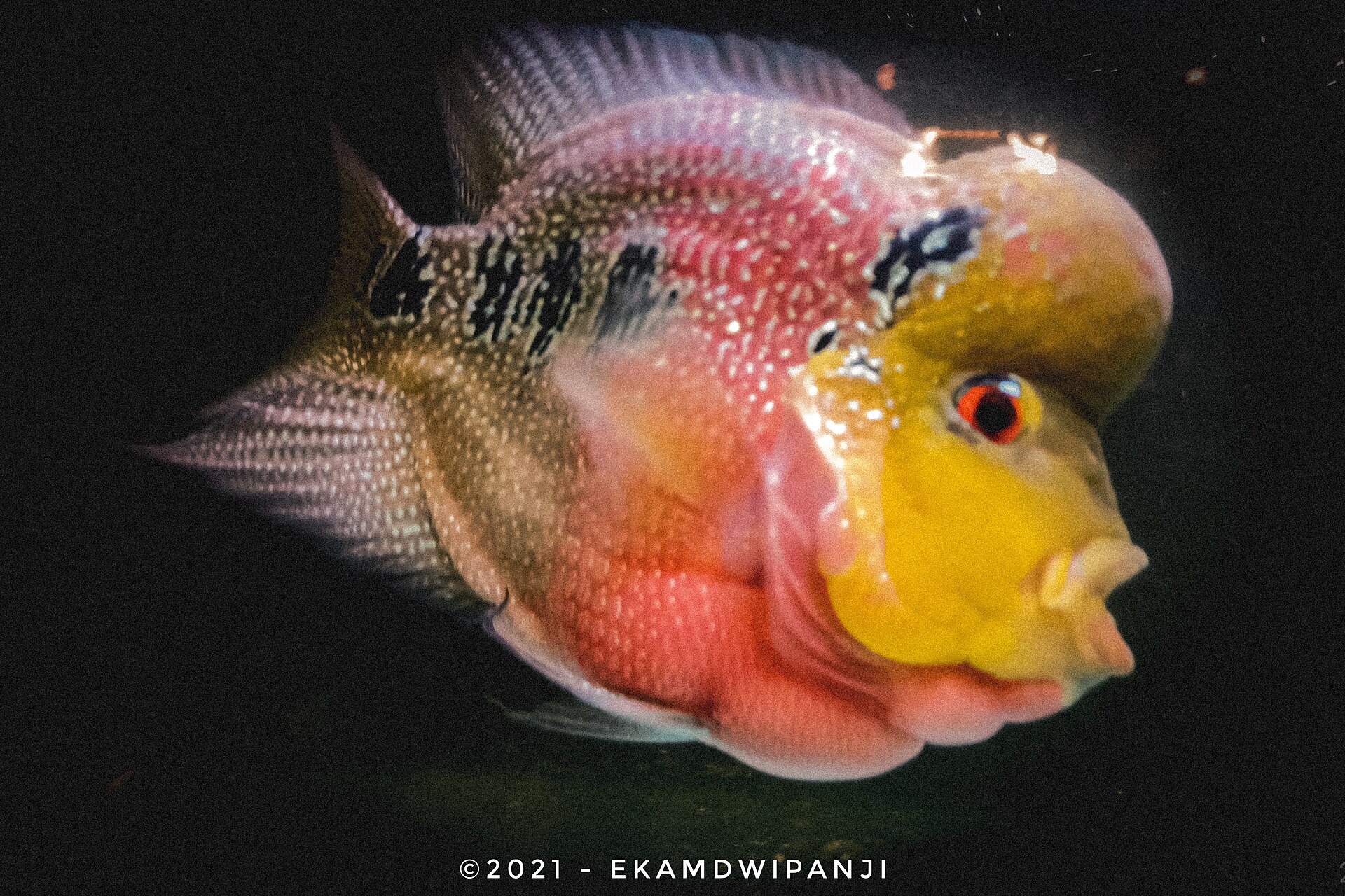 Flowerhorn so žltou hlavou a ružovým telom pri tmavom pozadí