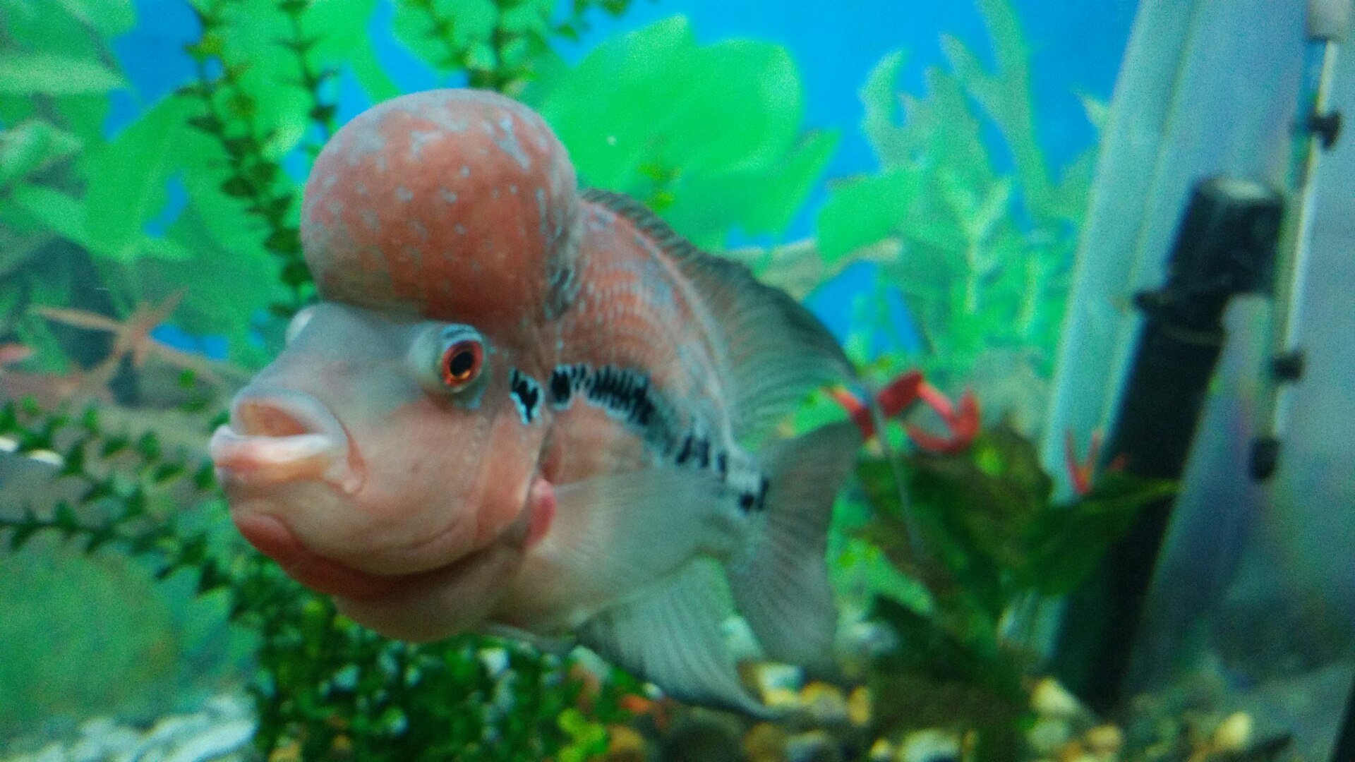 Flowerhorn s mäkkým vodným kokom v akváriu s umelými rastlinami