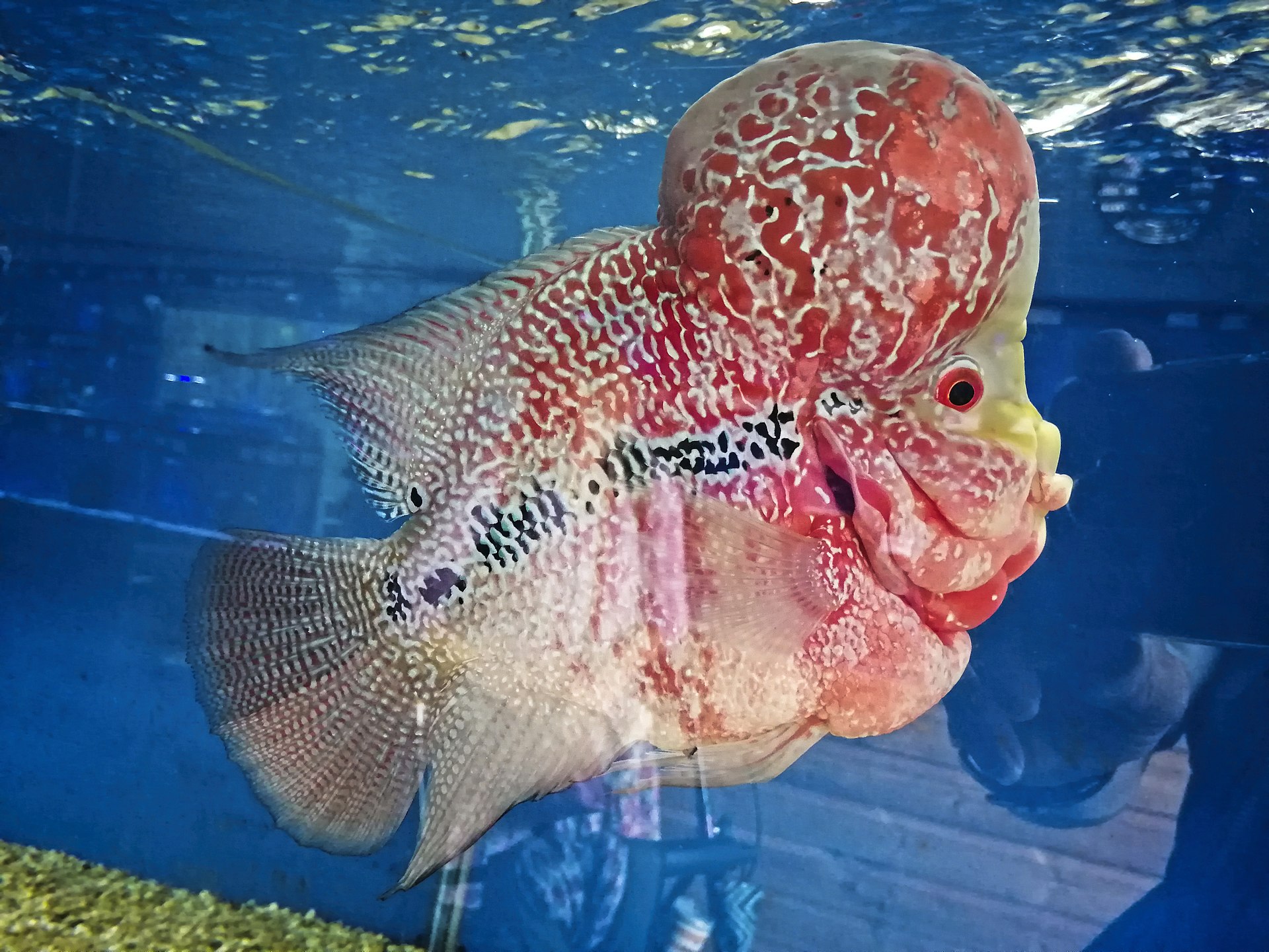 Červený flowerhorn s bielym žilkovaním na koku pri hladine