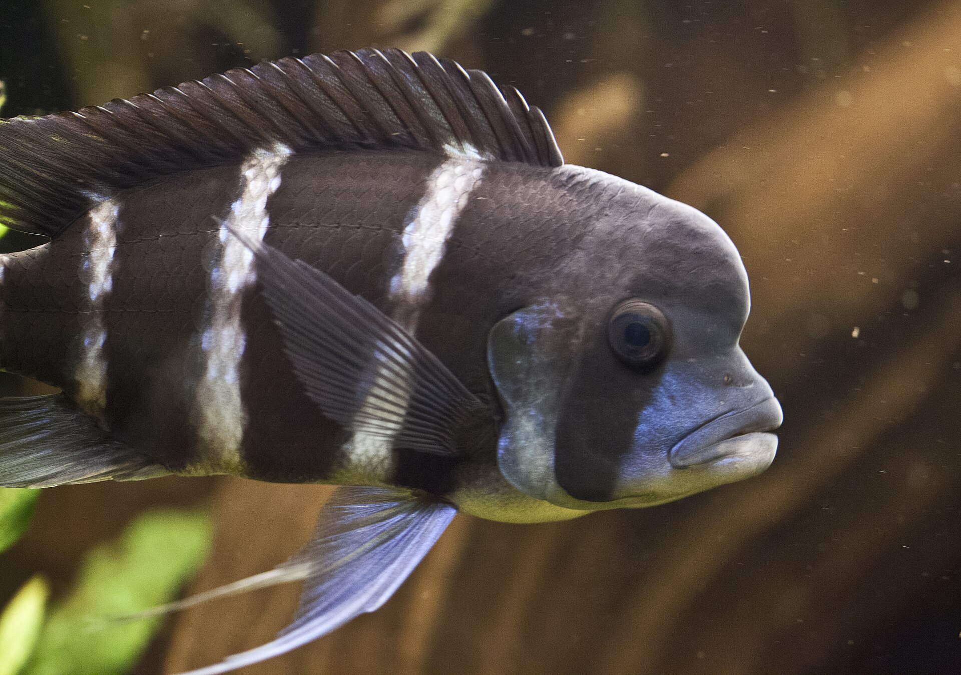 Frontosa (Cyphotilapia frontosa) — detail hlavy dospelca s tukovým hrbom na čele a bielymi zvislými pruhmi