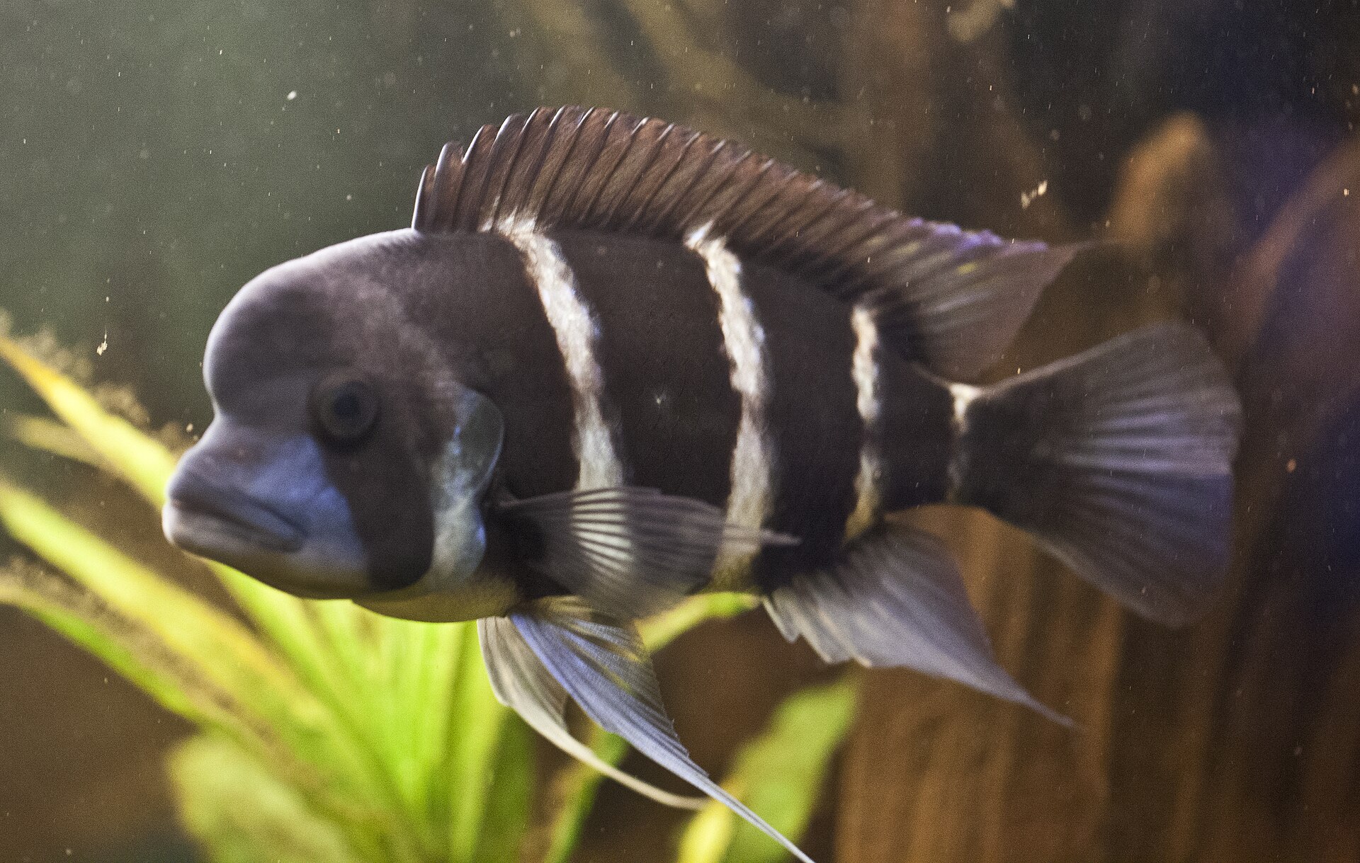Dospelá frontosa z boku — vypuklé čelo s tukovým hrbom, šesť tmavých zvislých pruhov a modrasté plutvy