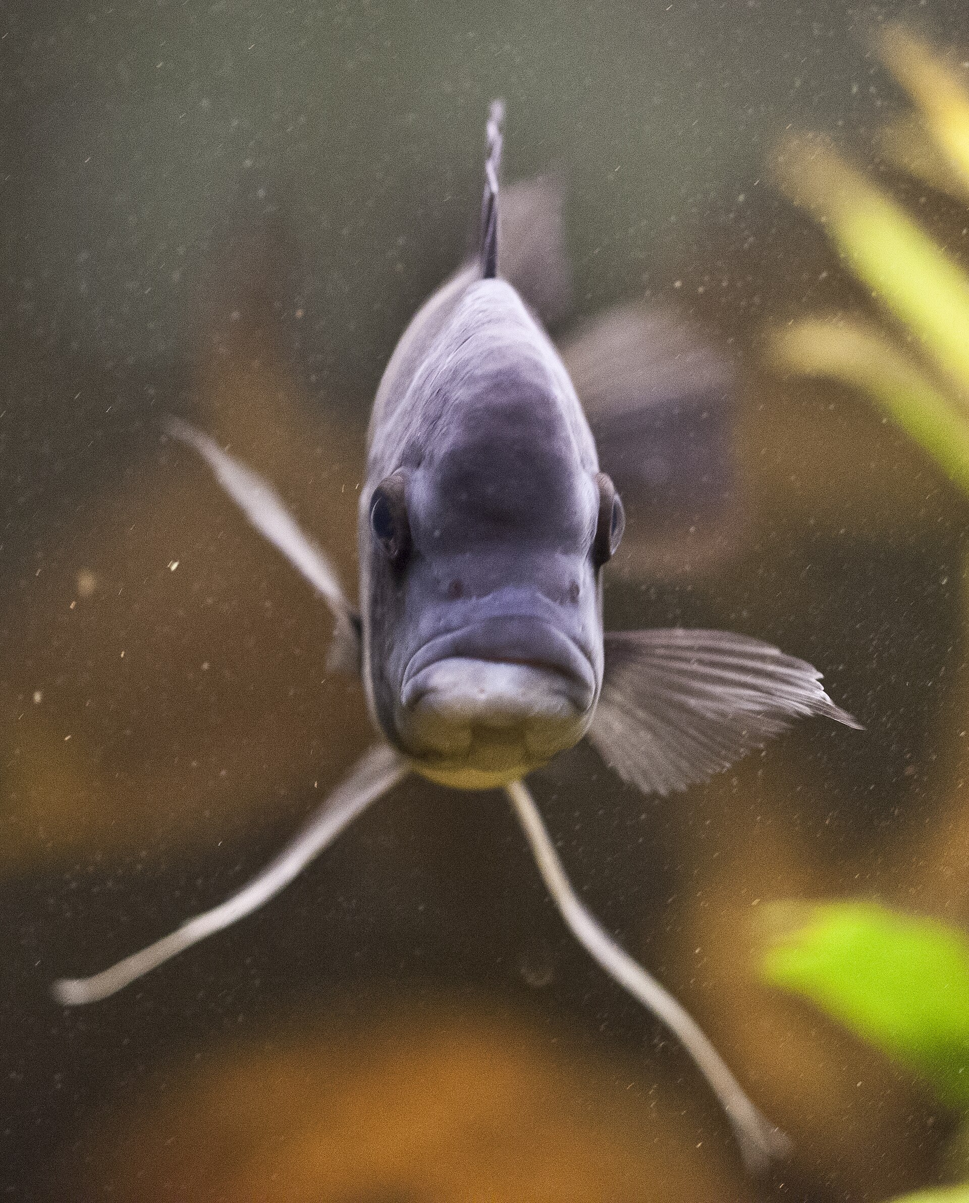Frontosa spredu — široká hlava, mohutné pysky a dopredu smerujúce oči nočného lovca