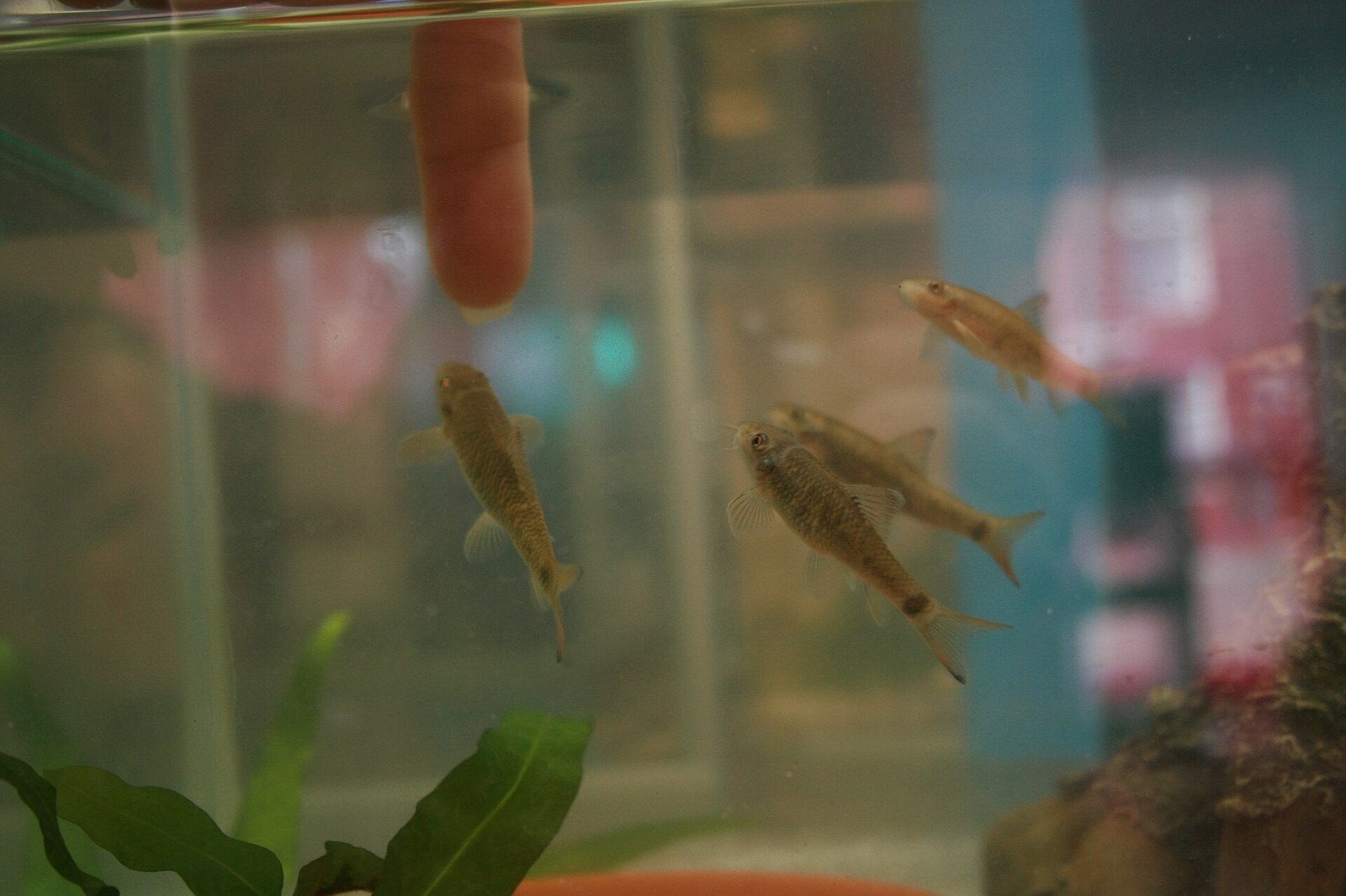 Garra ryba (doctor fish) (Garra rufa)