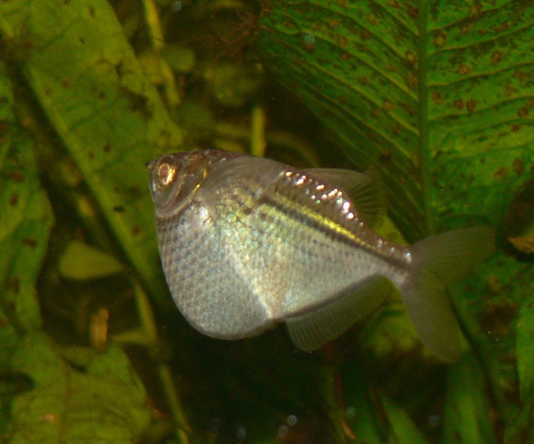Sekerovka strieborná (Gasteropelecus sternicla)