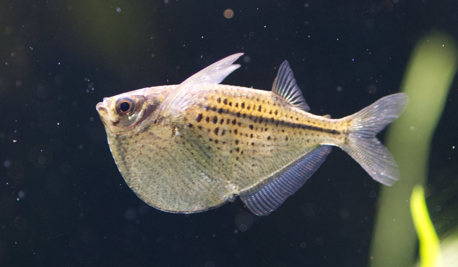 Sekerovka strieborná (Gasteropelecus sternicla) — bočný pohľad na sfarbenie