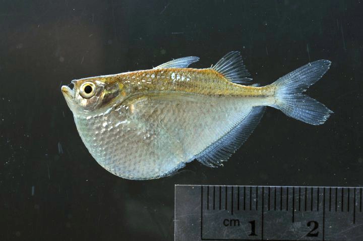 Sekerovka strieborná (Gasteropelecus sternicla) — detail tela a plutiev