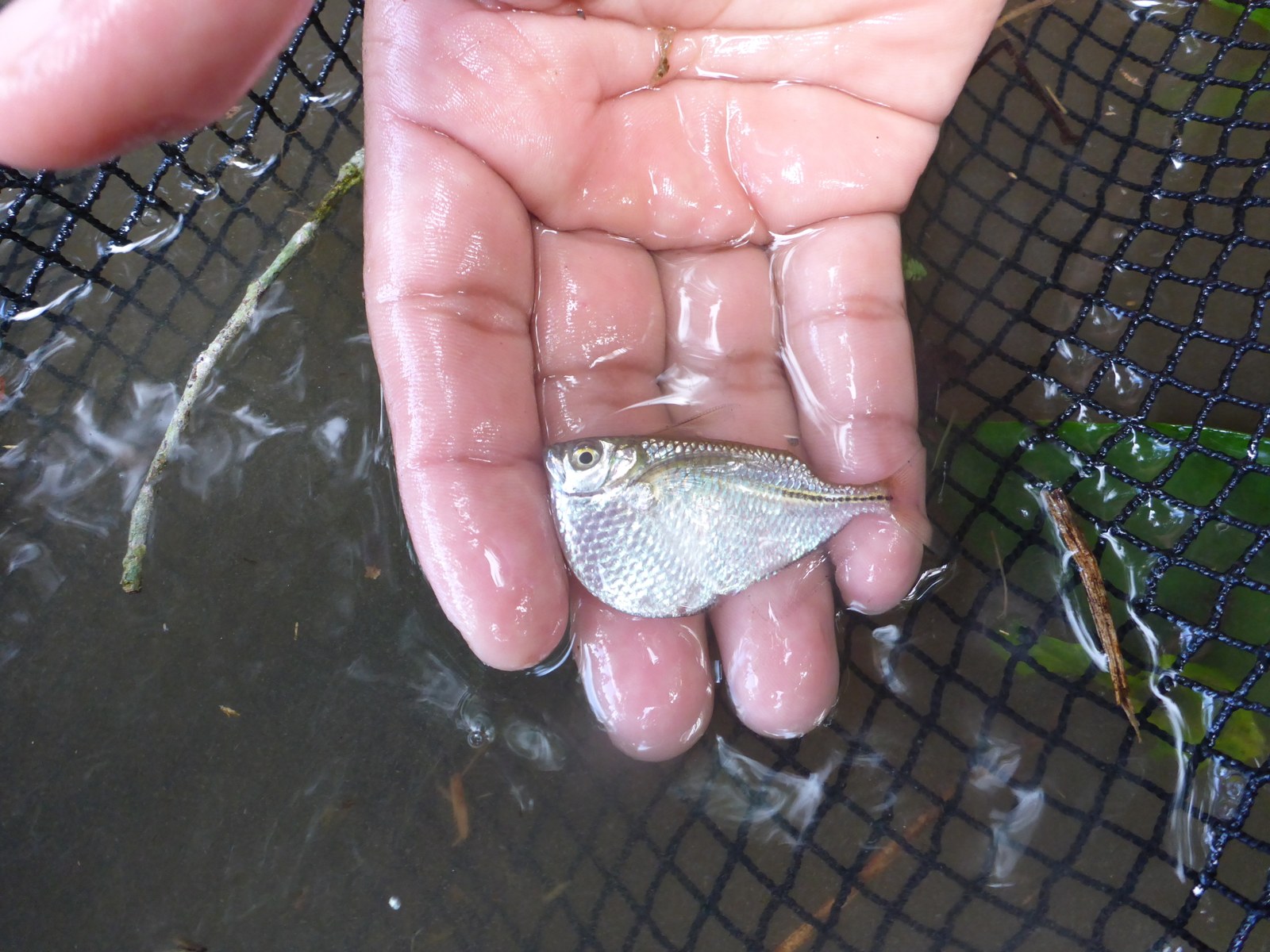 Sekerovka strieborná (Gasteropelecus sternicla) — v akváriu