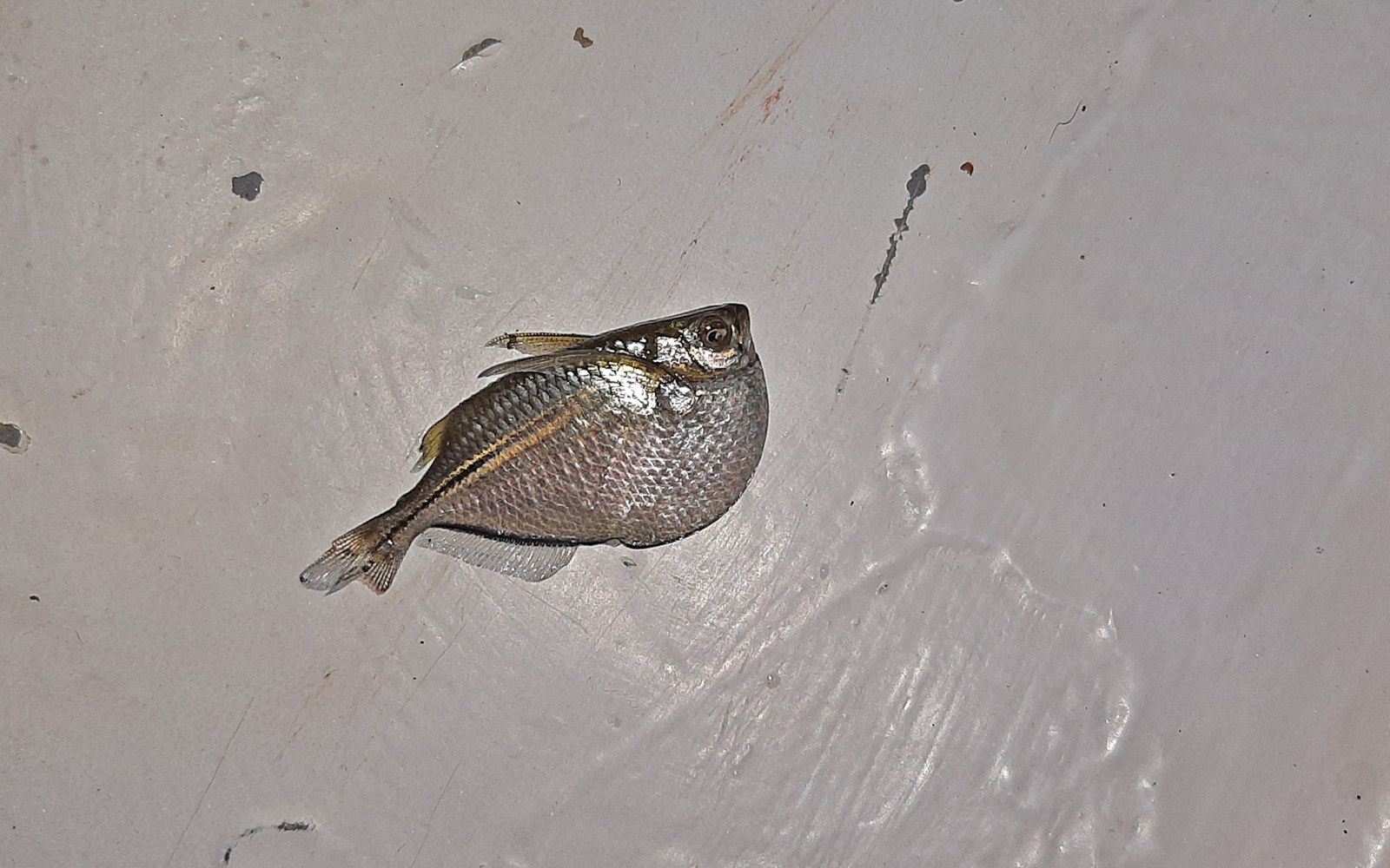 Sekerovka strieborná (Gasteropelecus sternicla) — detail dvoch jedincov