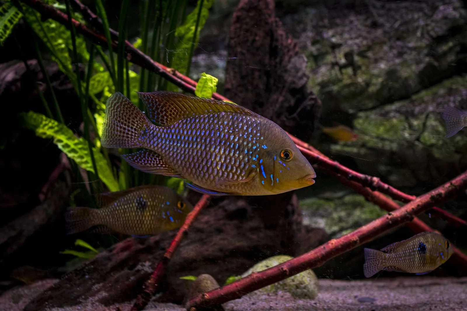 Zemežrút perlový (Geophagus brasiliensis)