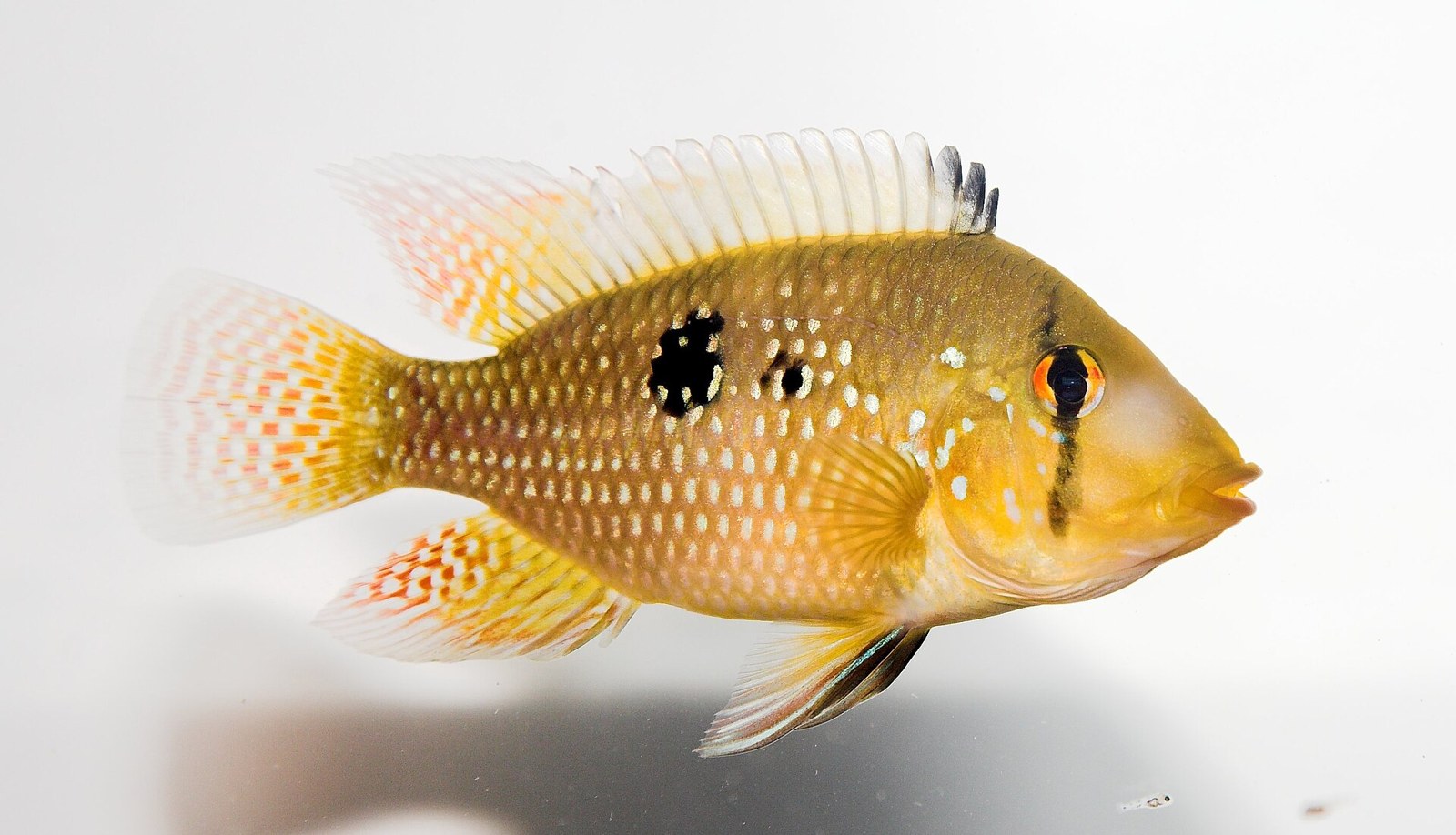 Zemežrút perlový (Geophagus brasiliensis) — bočný pohľad na perleťové sfarbenie a čiernu bočnú škvrnu