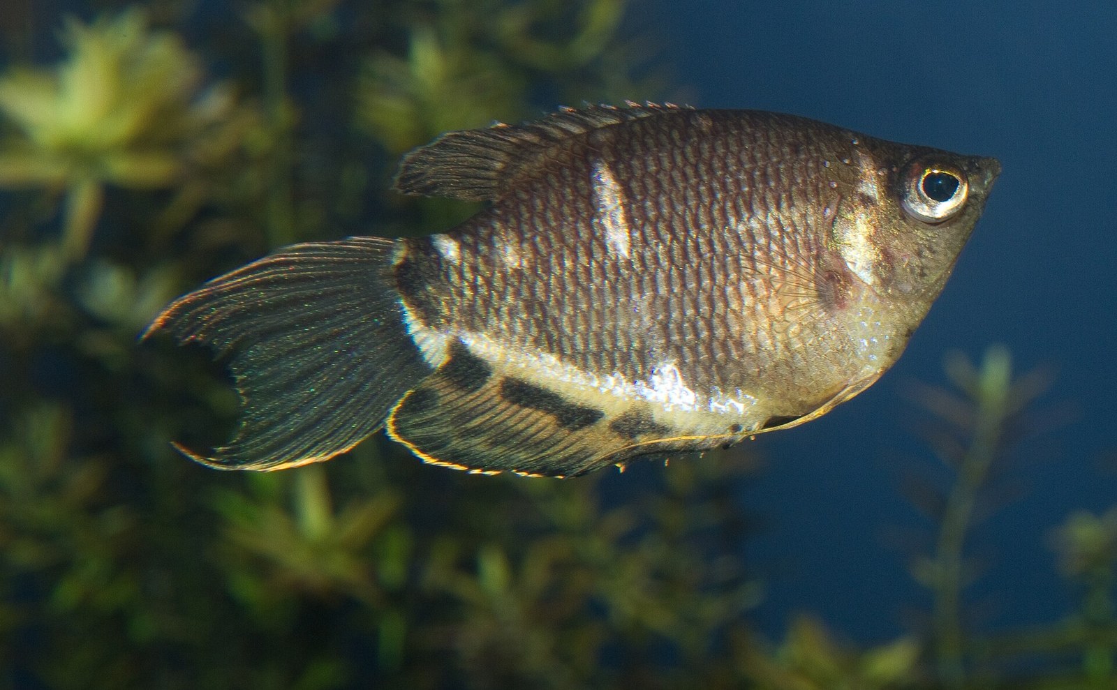 Guráma čokoládová (Sphaerichthys osphromenoides)