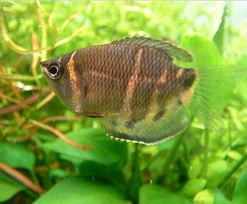 Guráma čokoládová (Sphaerichthys osphromenoides) medzi rastlinami — svetlé priečne pruhy na hnedom tele