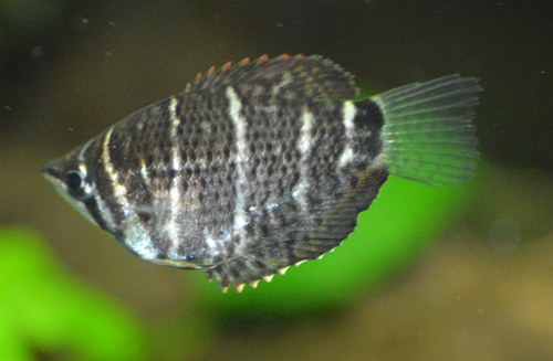 Guráma čokoládová (Sphaerichthys osphromenoides) z Bornea v akváriu, viditeľných niekoľko svetlých pruhov