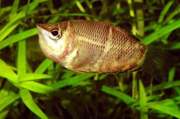Guráma čokoládová (Sphaerichthys osphromenoides) s potlačeným kresbou pruhov — jeden jedinec v hustom poraste