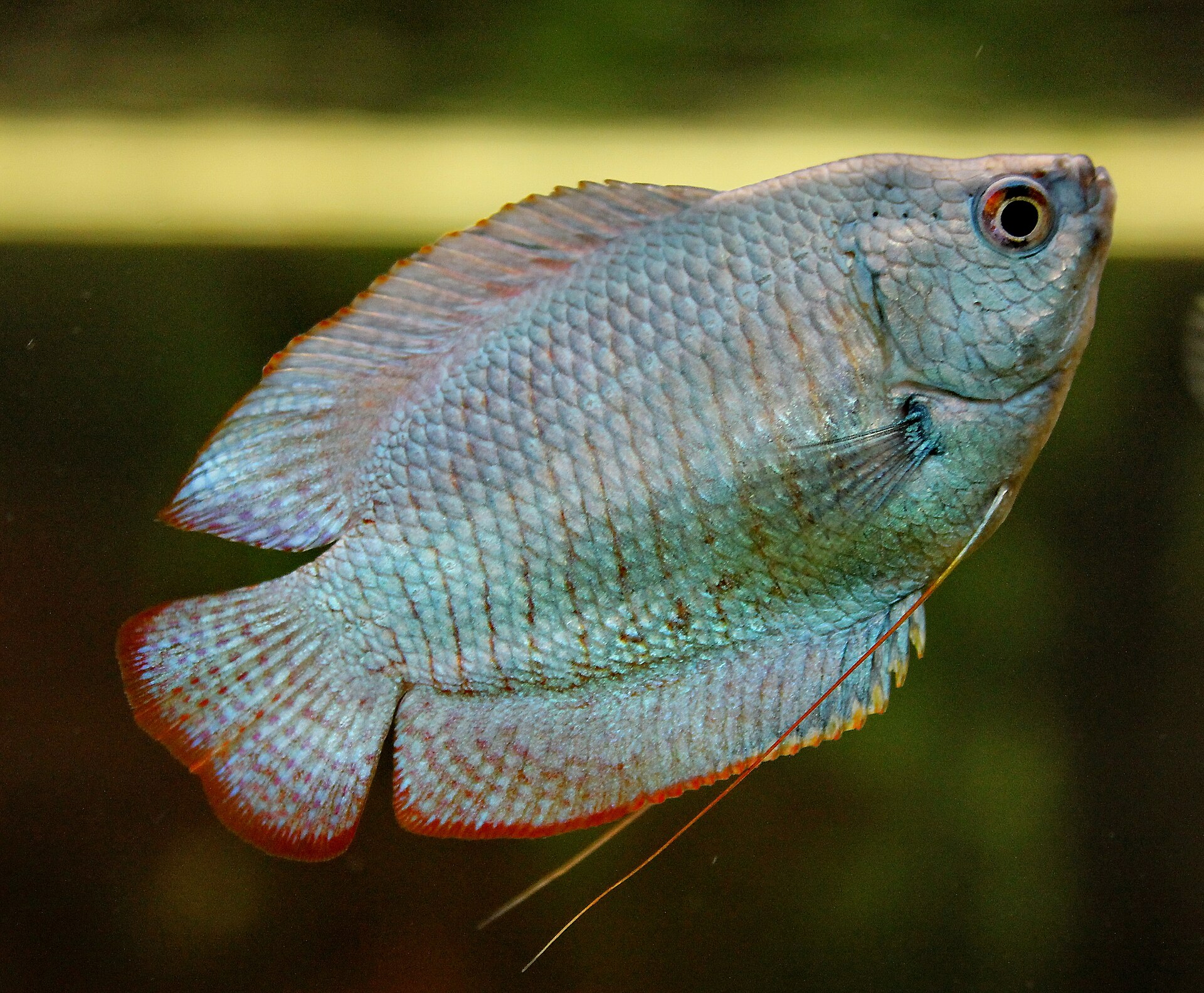 Gurami trpasličí — celotelovo modrá šľachtená forma (powder blue / neon blue), bez červeného pruhovania divého typu